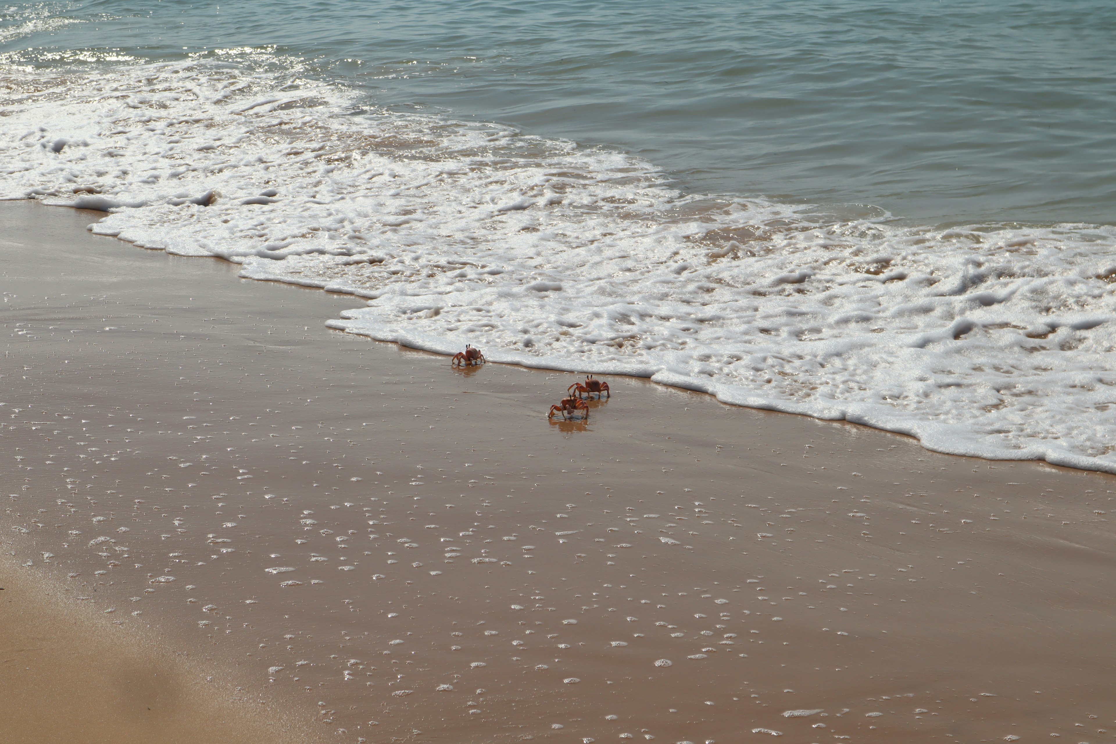 Scène côtière avec des vagues et une plage de sable petites coquilles et grains de sable visibles