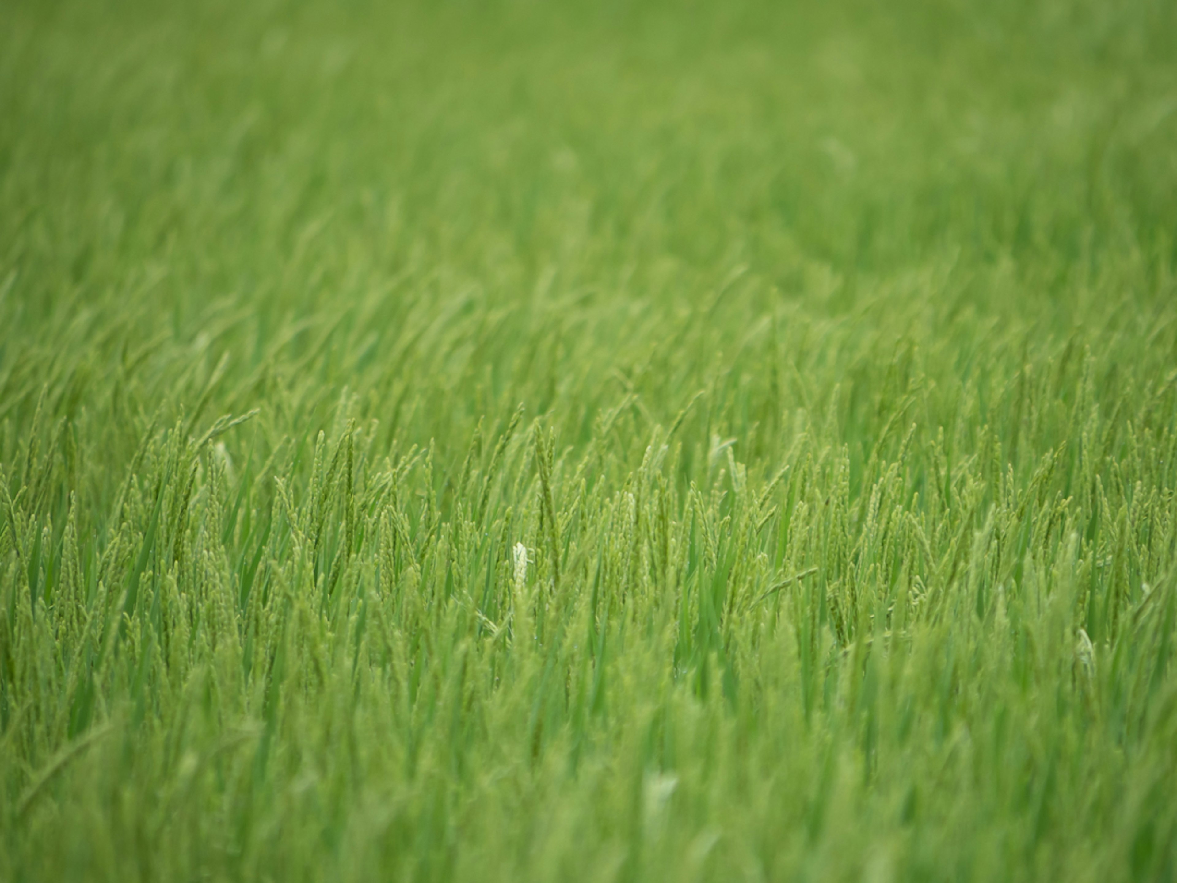 Nahaufnahme von grünen Reispflanzen, die im Wind wehen