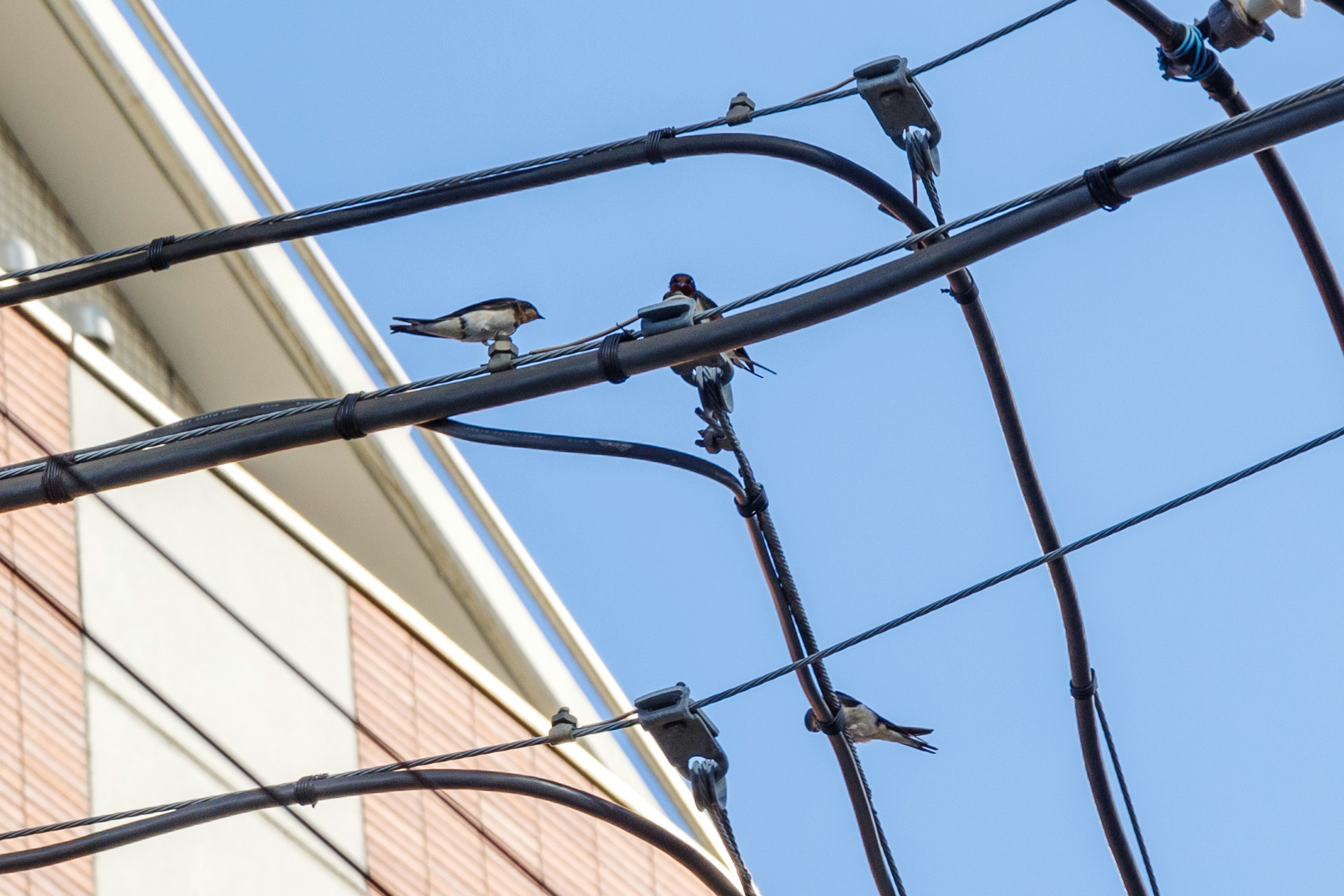 Aves posadas en cables eléctricos bajo un cielo azul claro