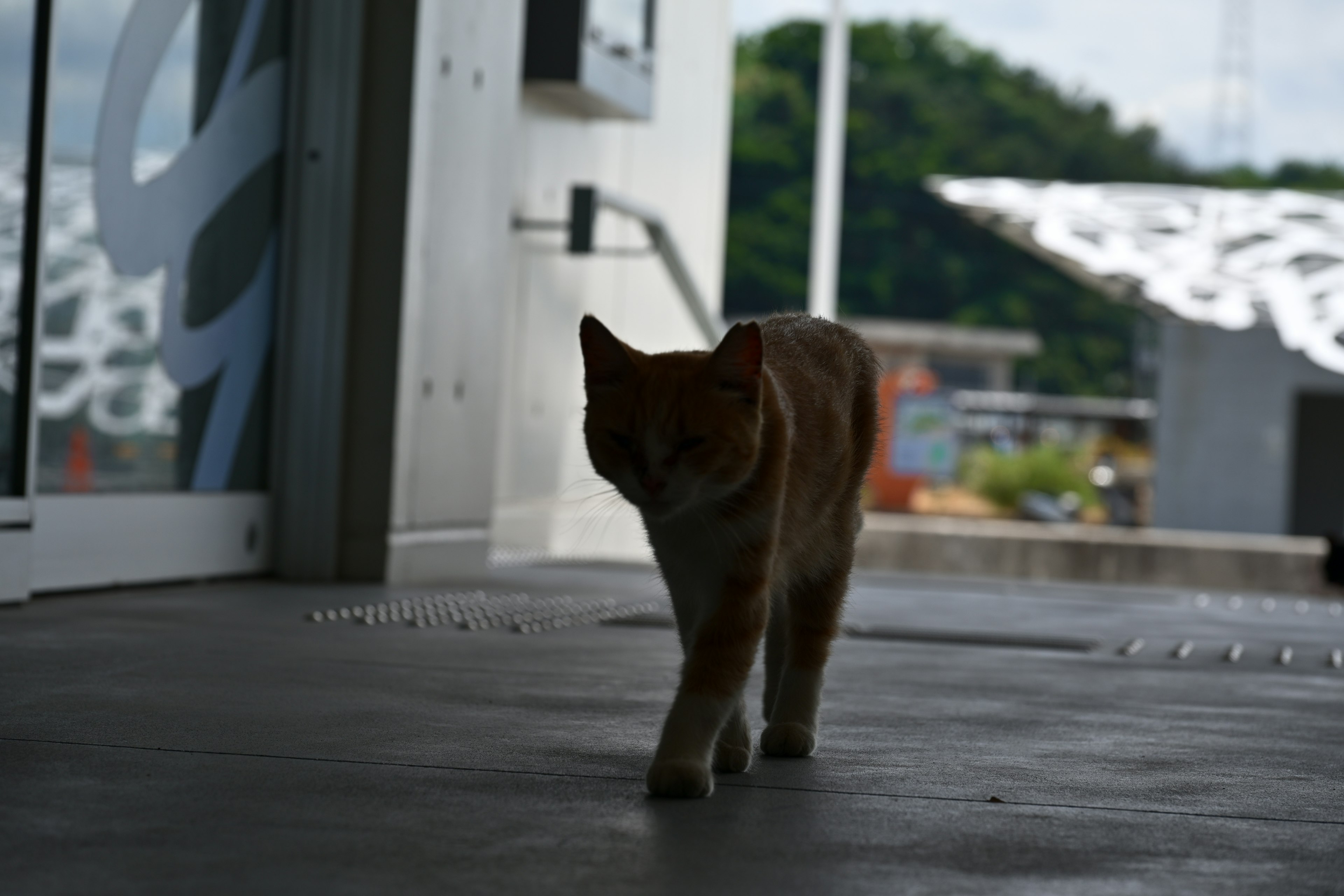 猫が歩いているシルエットの画像外の風景が見える