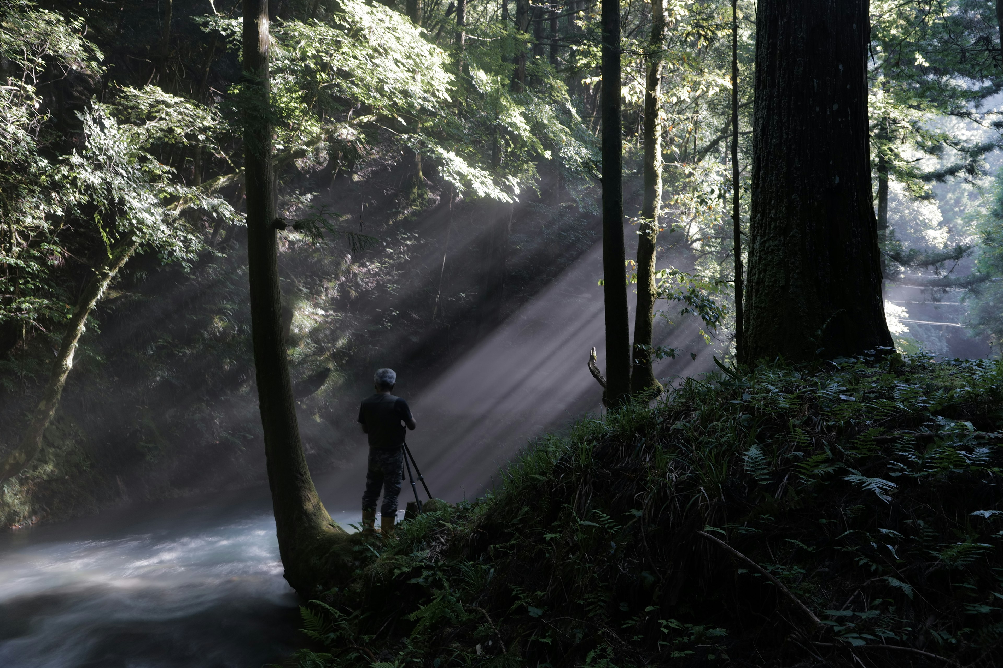 Person holding a camera in a misty forest with beams of light