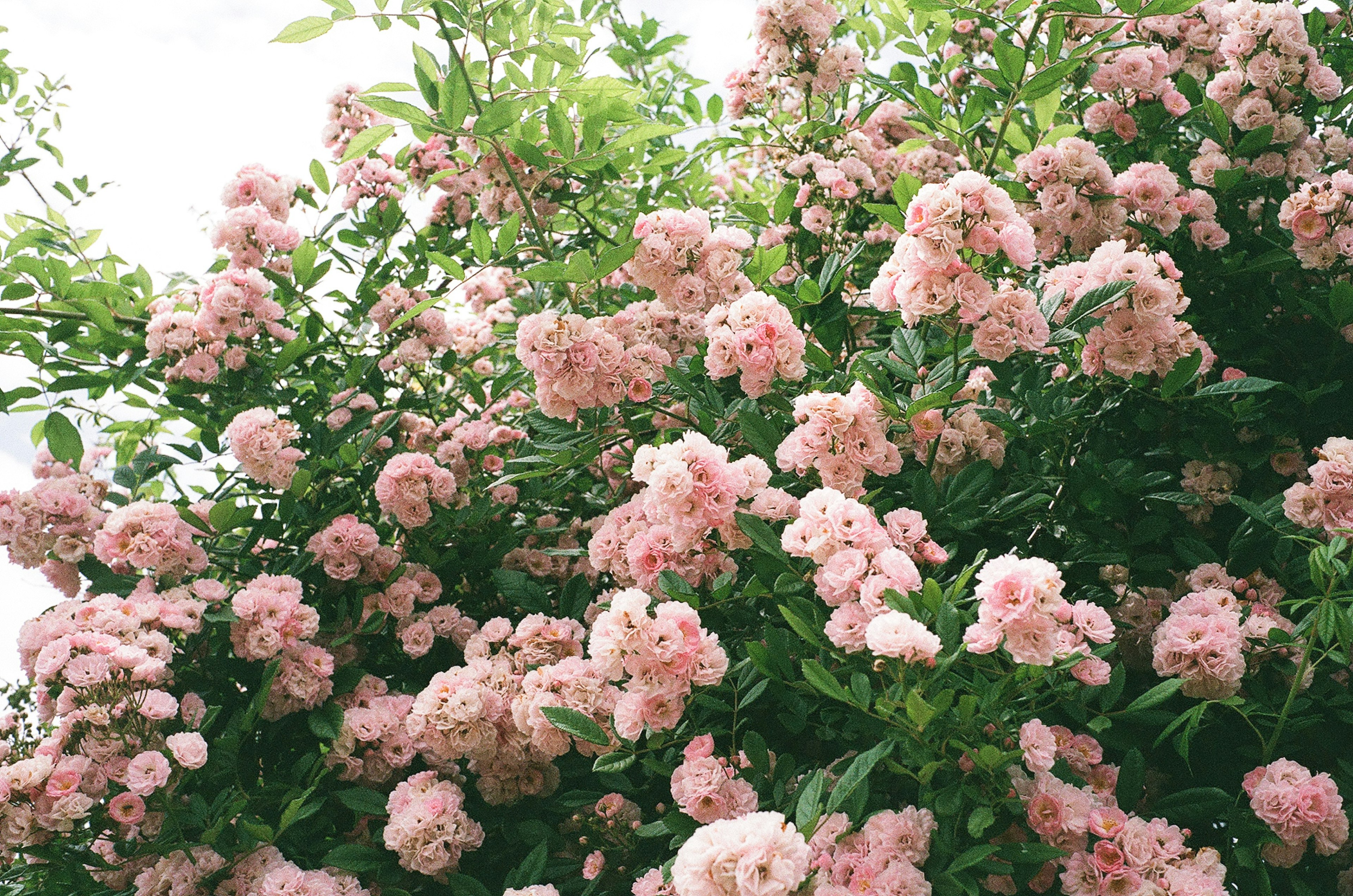 淡いピンクの花が咲き誇る茂った植物