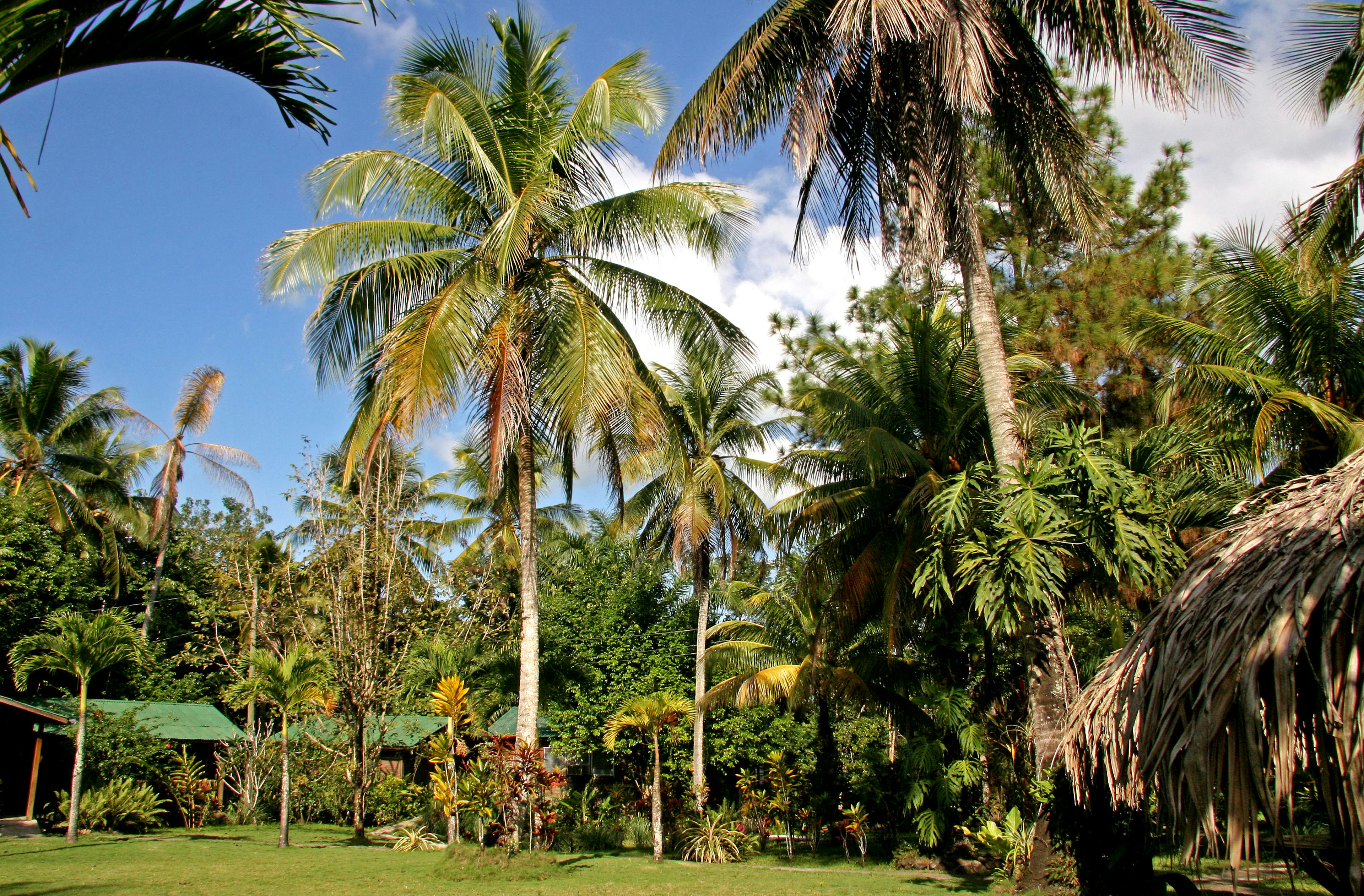 Pohon kelapa di bawah langit biru dengan taman rimbun