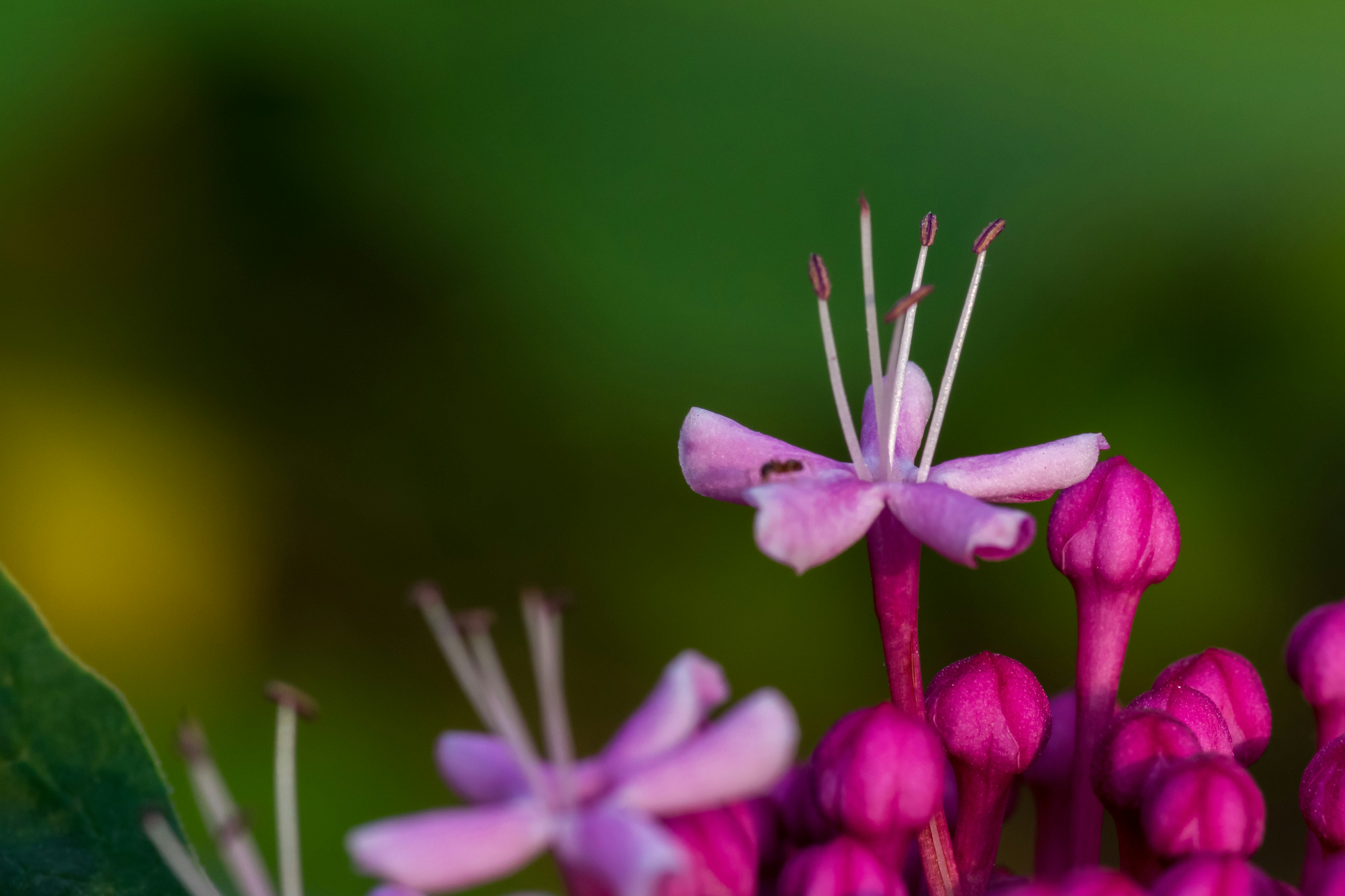 Close-up bunga pink cerah di latar belakang hijau