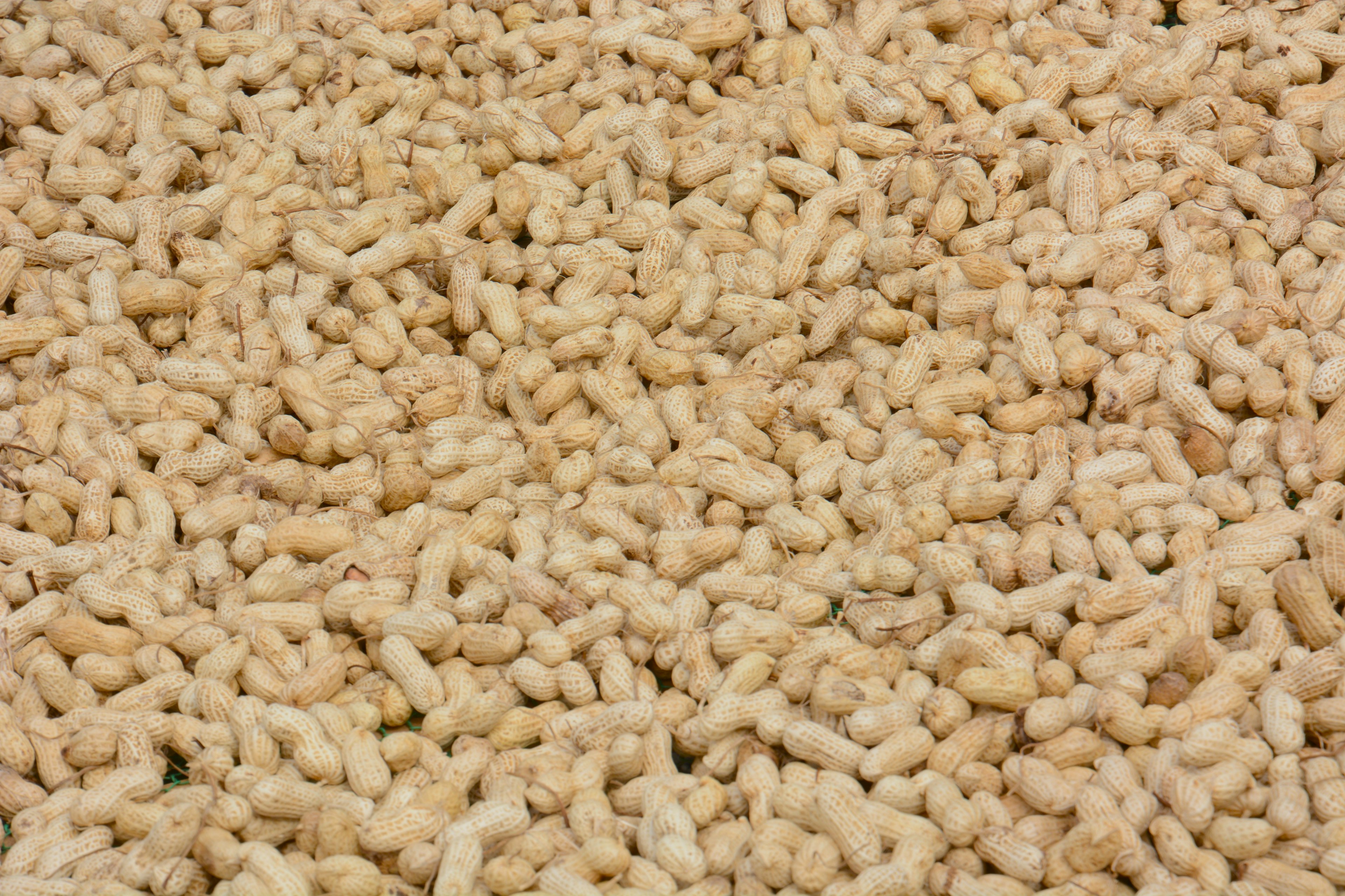 A close-up view of light-colored packing peanuts scattered across a surface