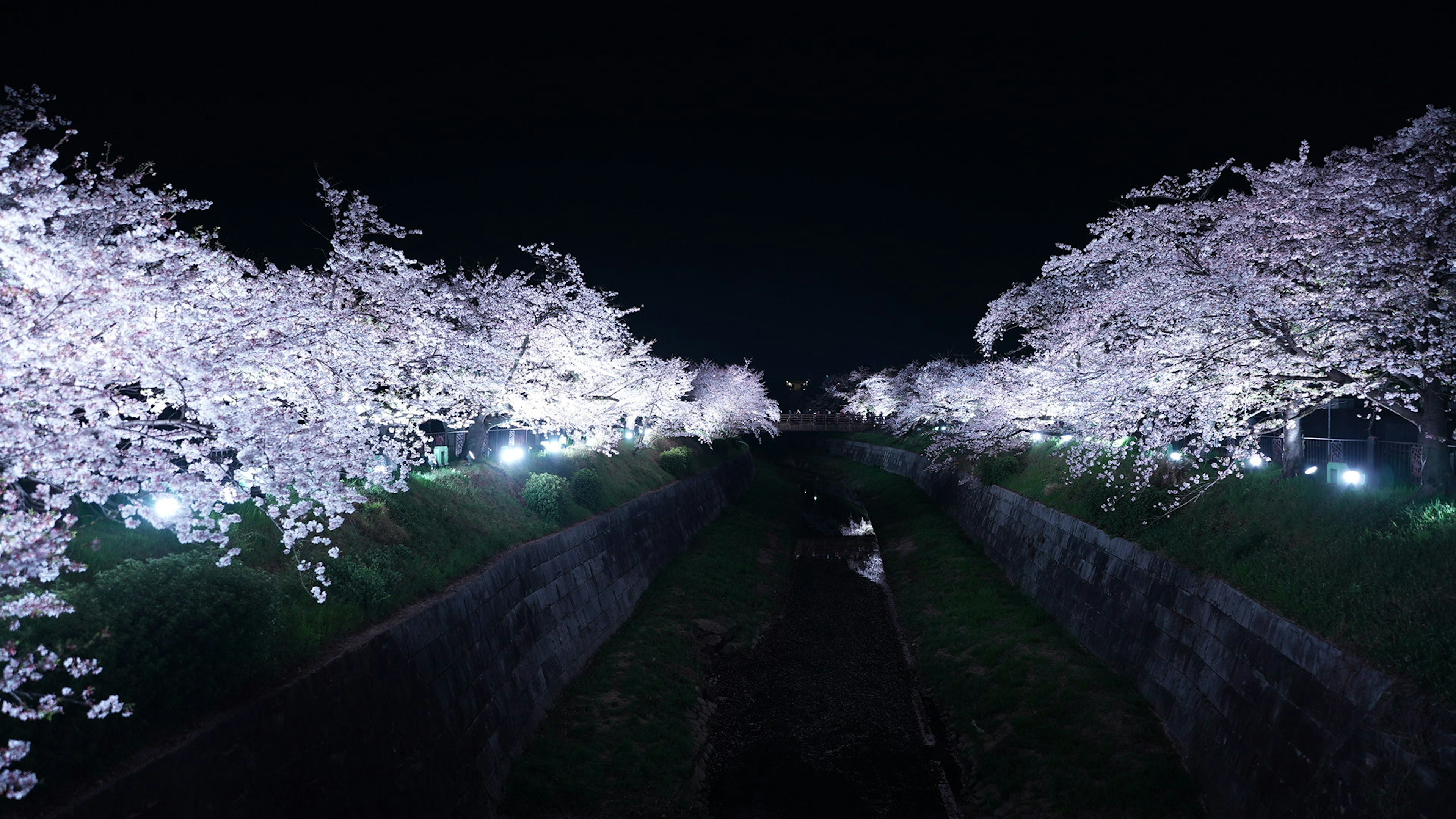 Árboles de cerezo iluminados en un paisaje nocturno