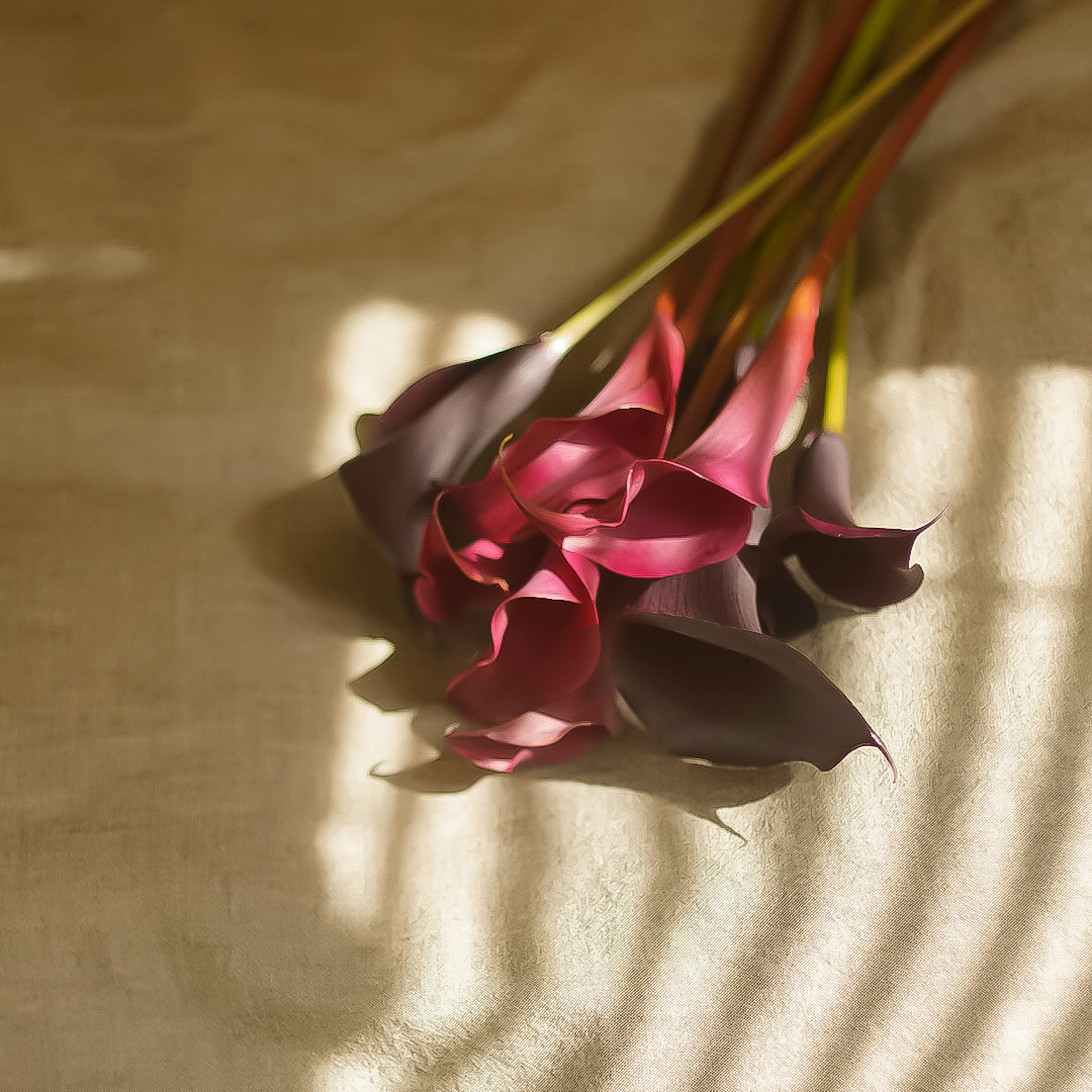 Un ramo de flores moradas profundas descansando en luz suave