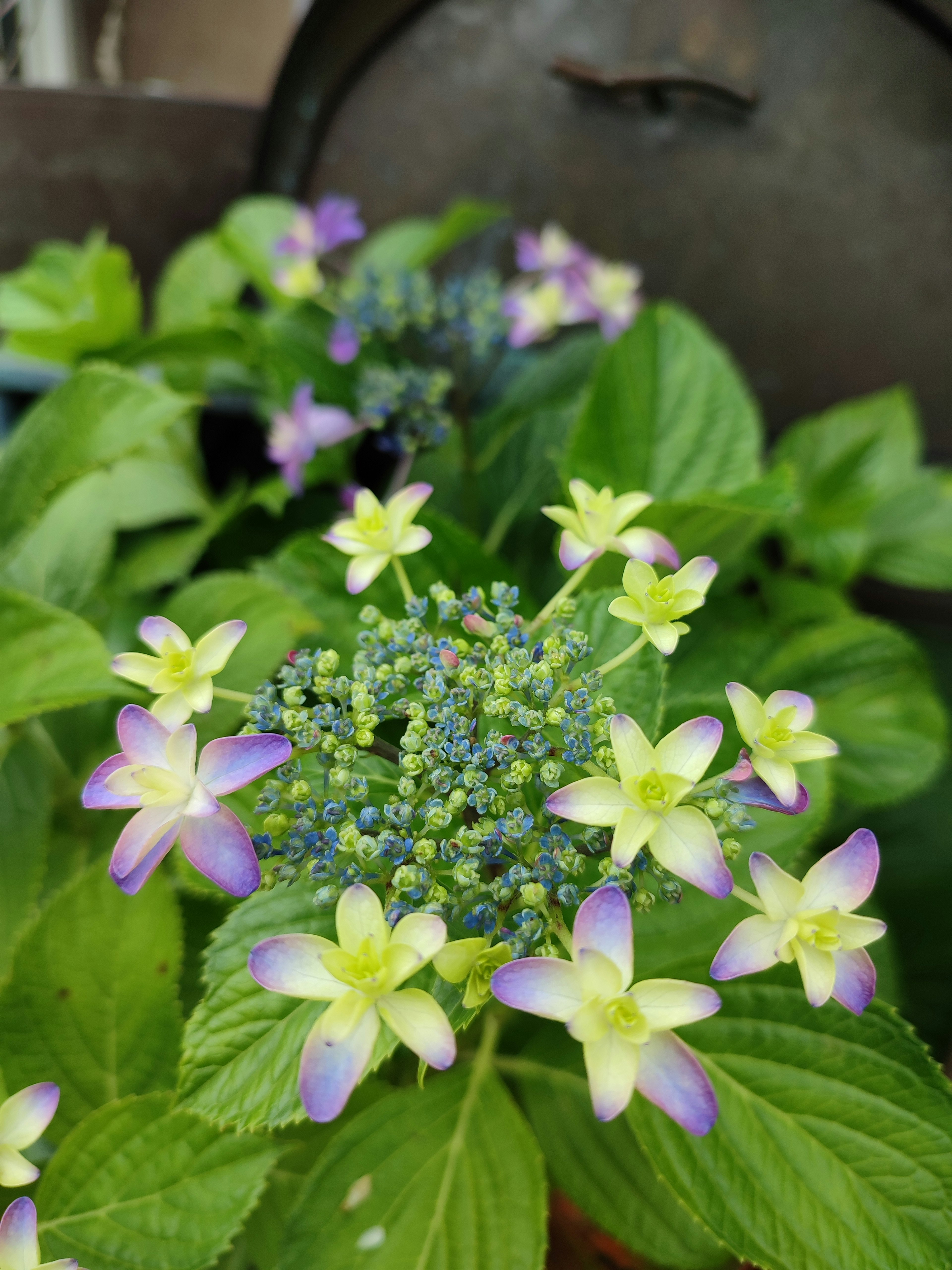 Primo piano di una pianta con fiori viola e gialli