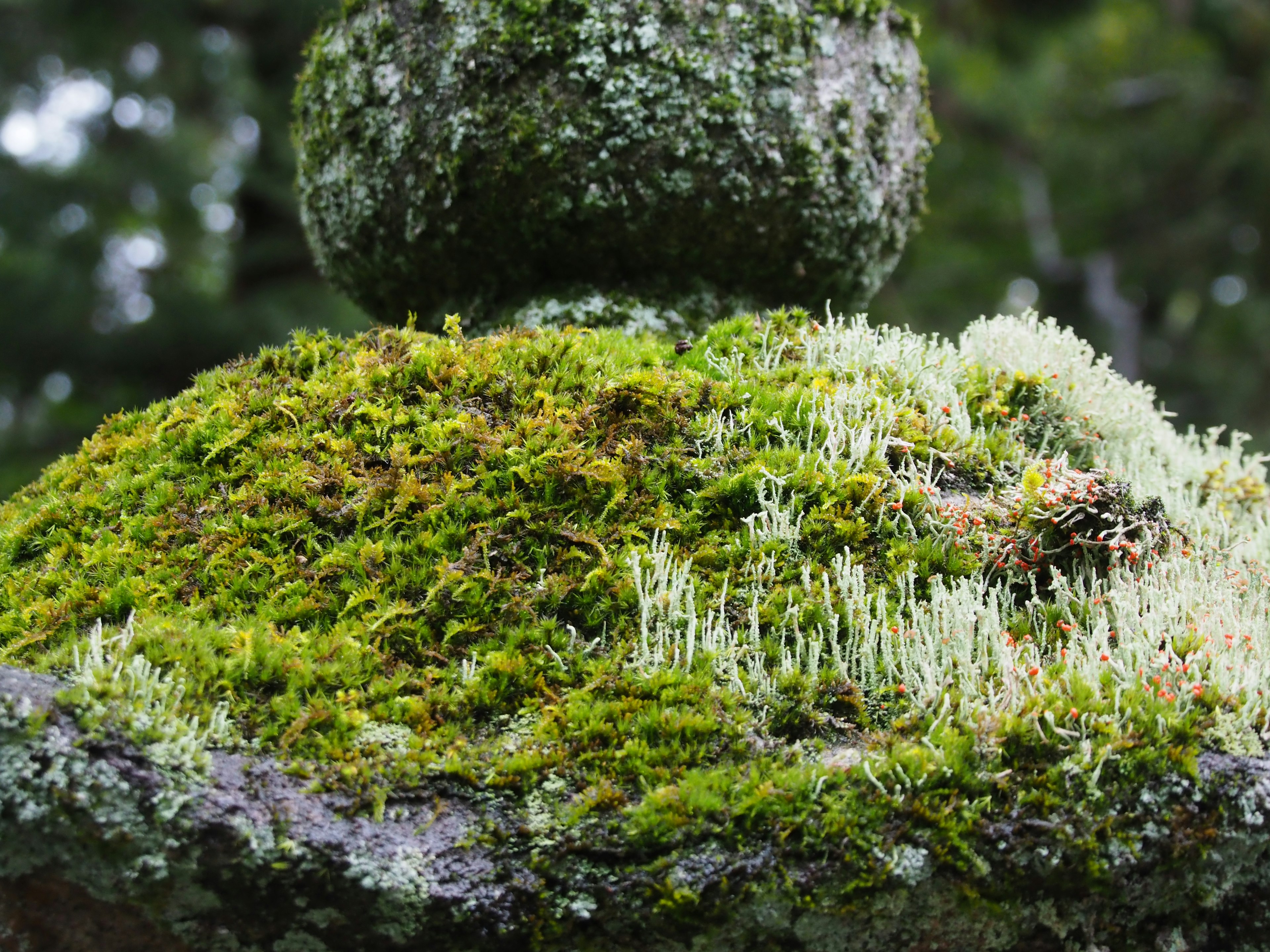 Steinskulptur bedeckt mit grünem Moos und kleinen Pflanzen