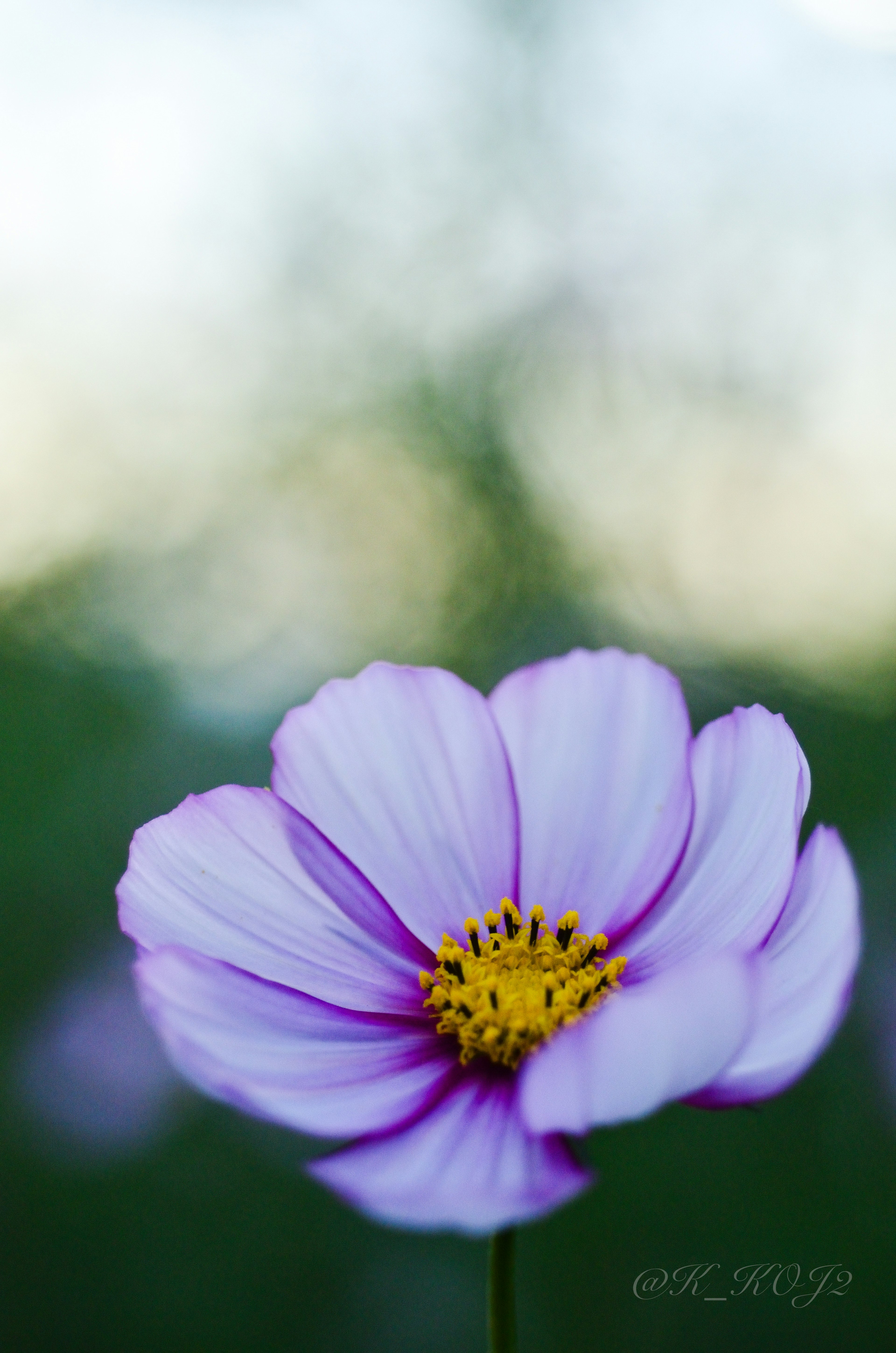 Gros plan d'une fleur de cosmos avec des pétales violets pâles et un centre jaune