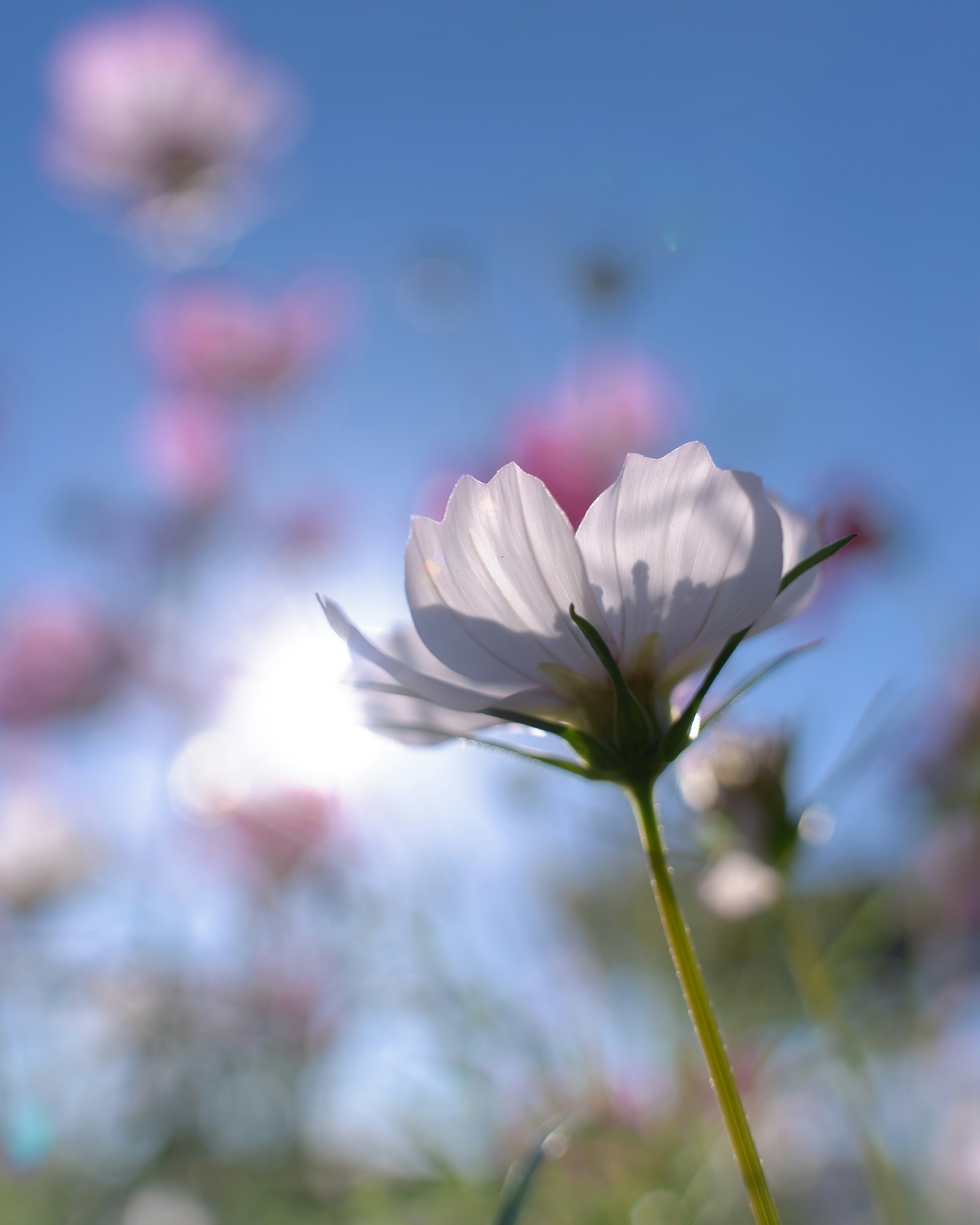 Nahaufnahme einer weißen Blume, die unter einem blauen Himmel blüht