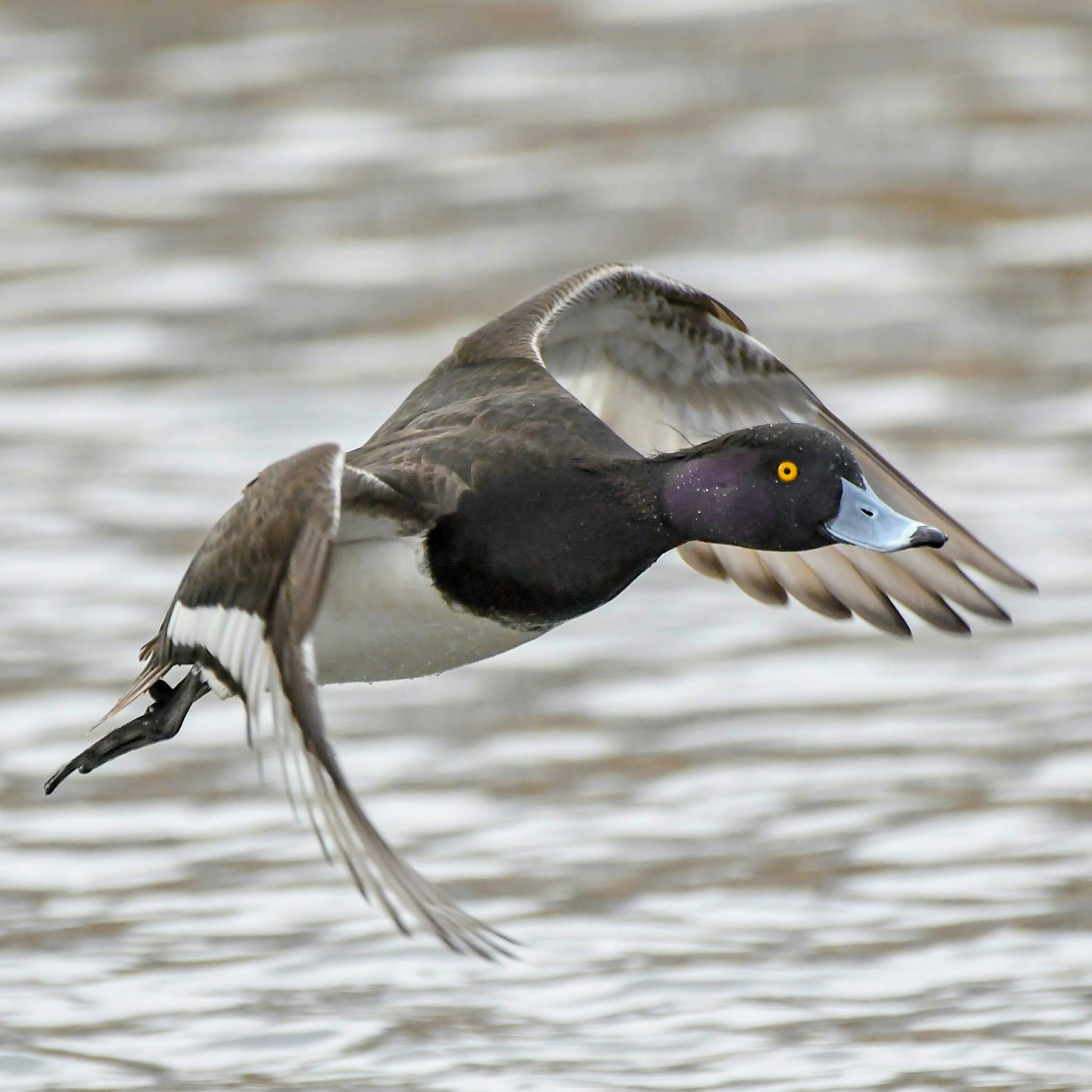 Un'anatra tuffetto in volo che mostra le sue caratteristiche uniche e la colorazione