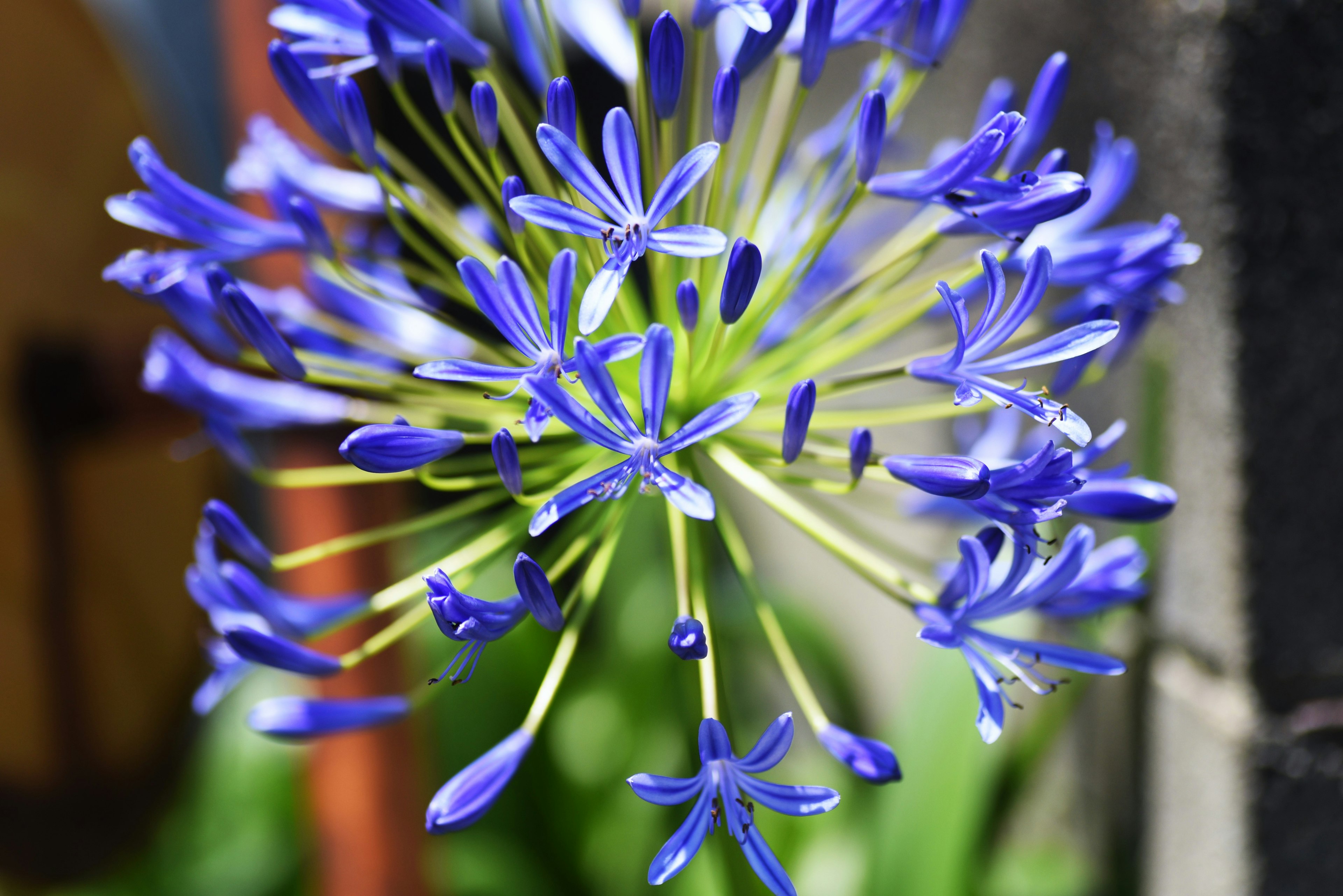 Grupo radiante de flores azul-violeta