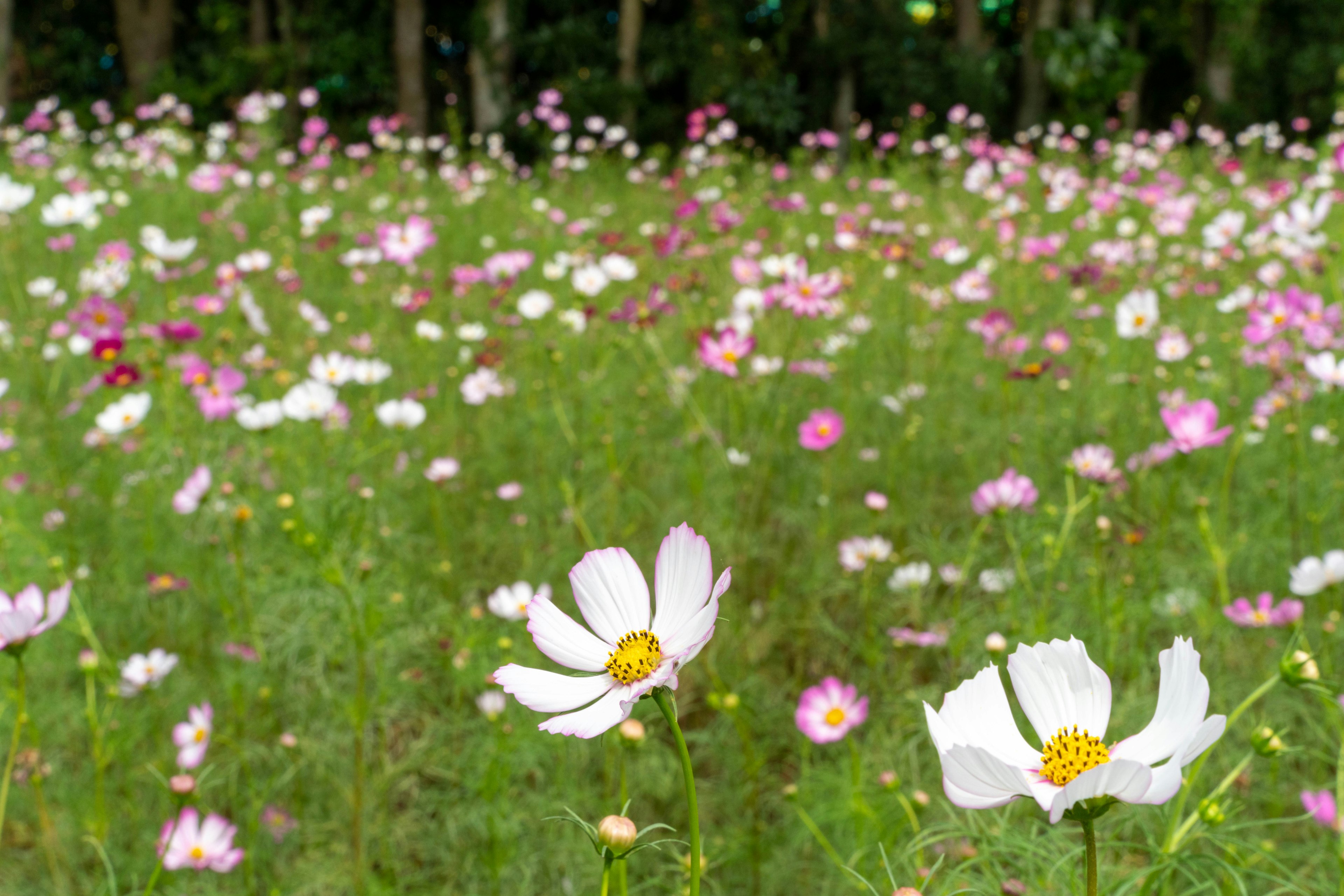 Campo de flores de cosmos coloridas en flor