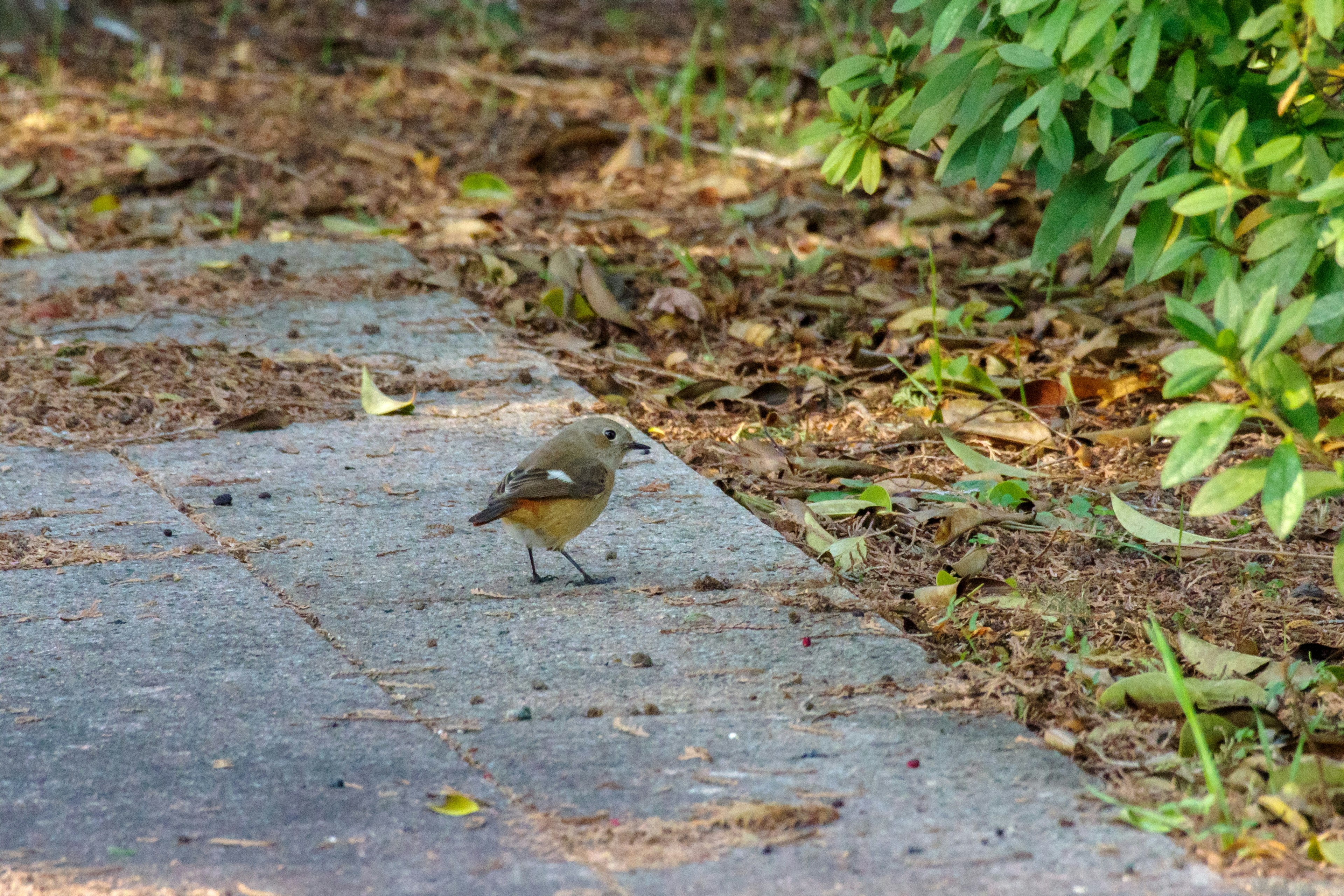 A small bird standing near a path surrounded by leaves