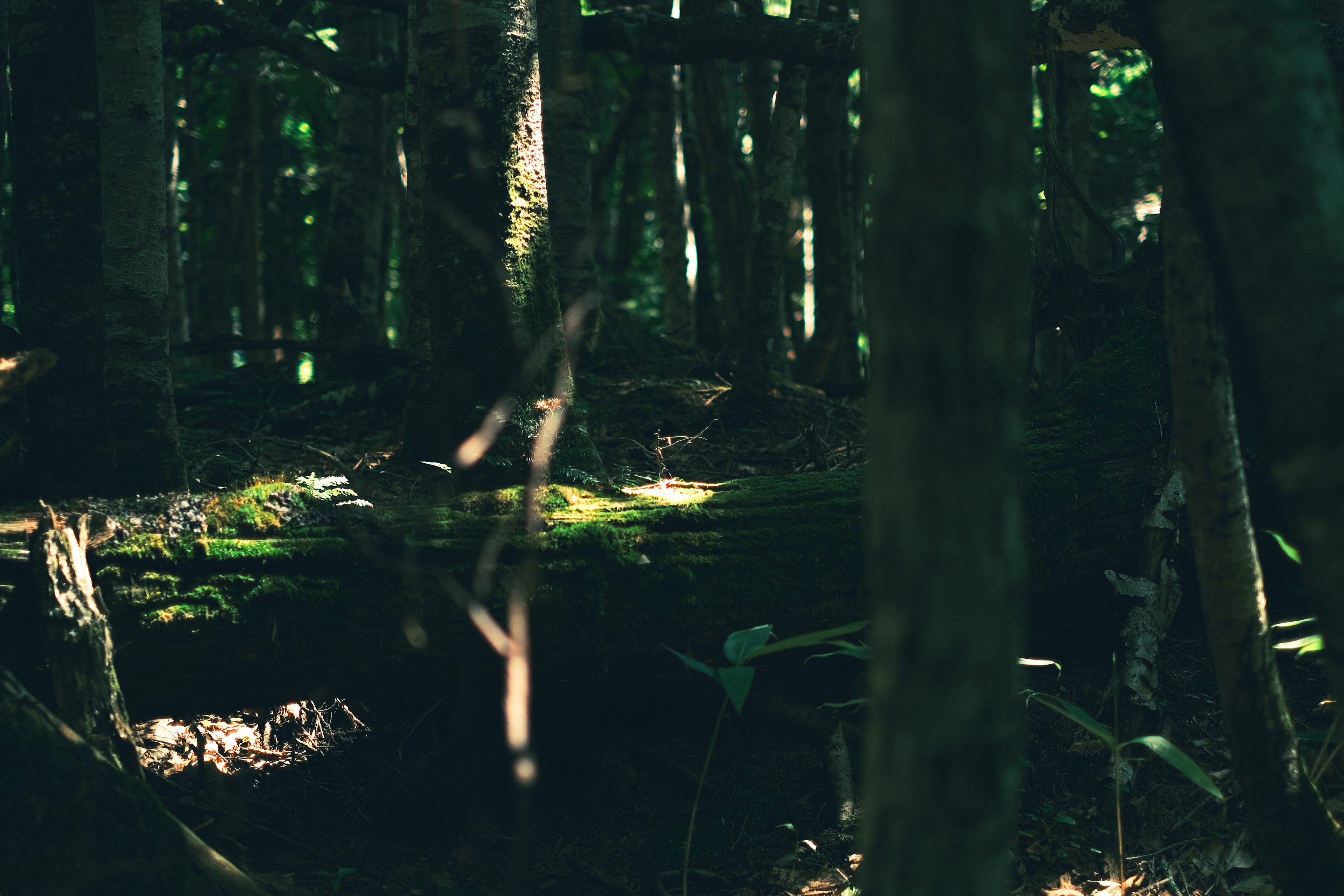 A moody forest scene featuring dark trees and patches of green moss