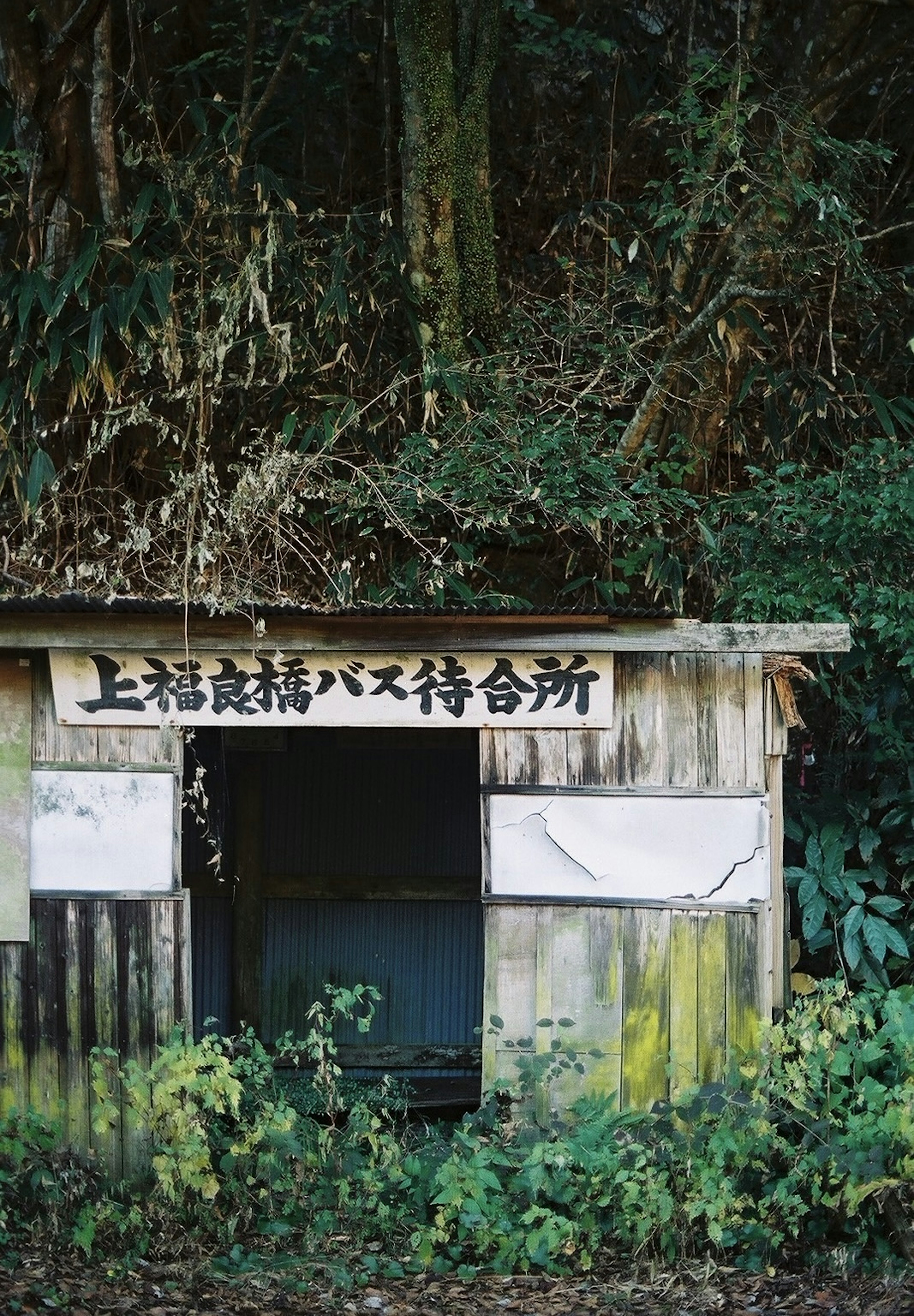 古いバス停の小屋が森の中にある