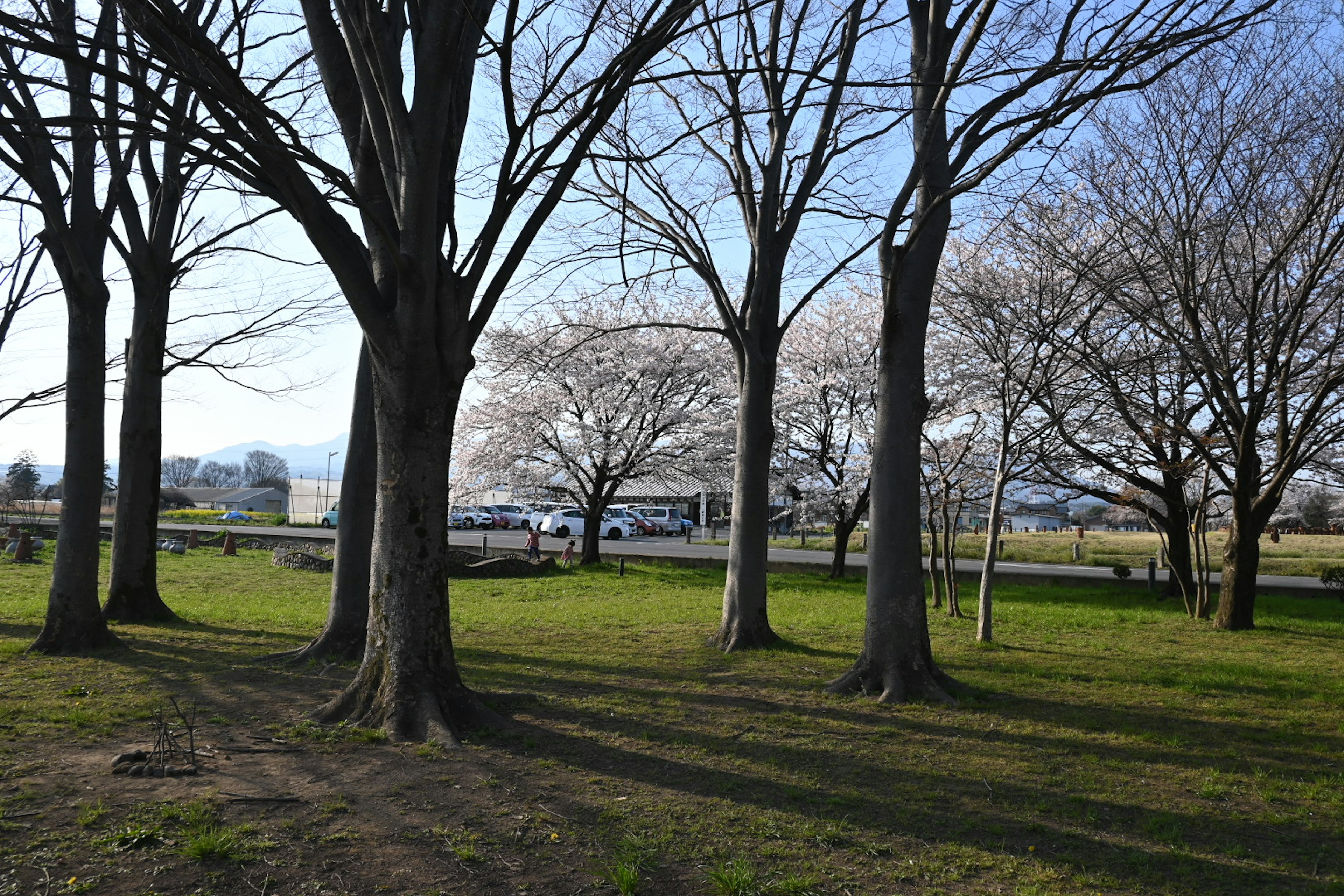 Scena di parco luminosa che mostra alberi di ciliegio prima della fioritura