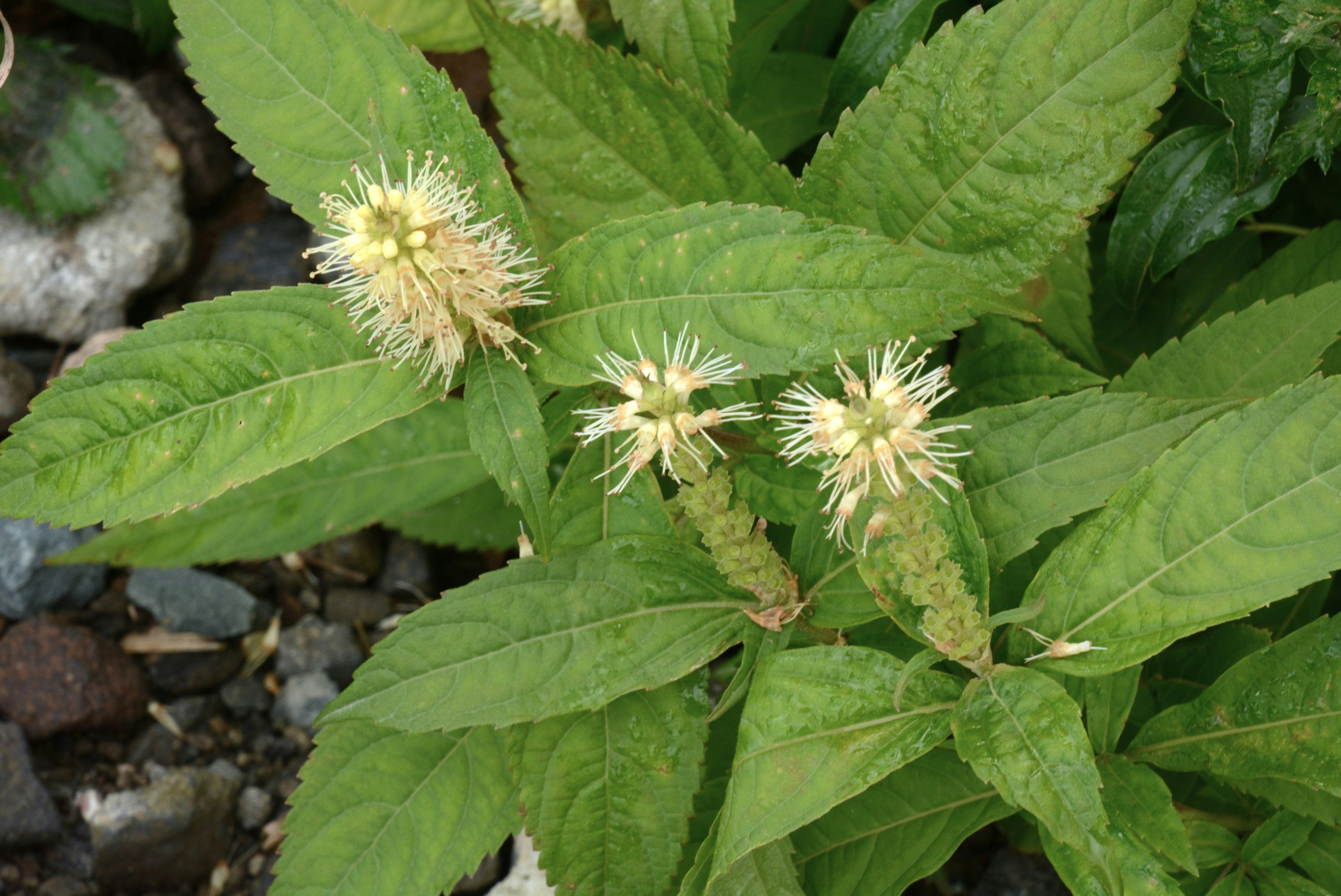 具有绿色叶子和独特白色花朵的植物