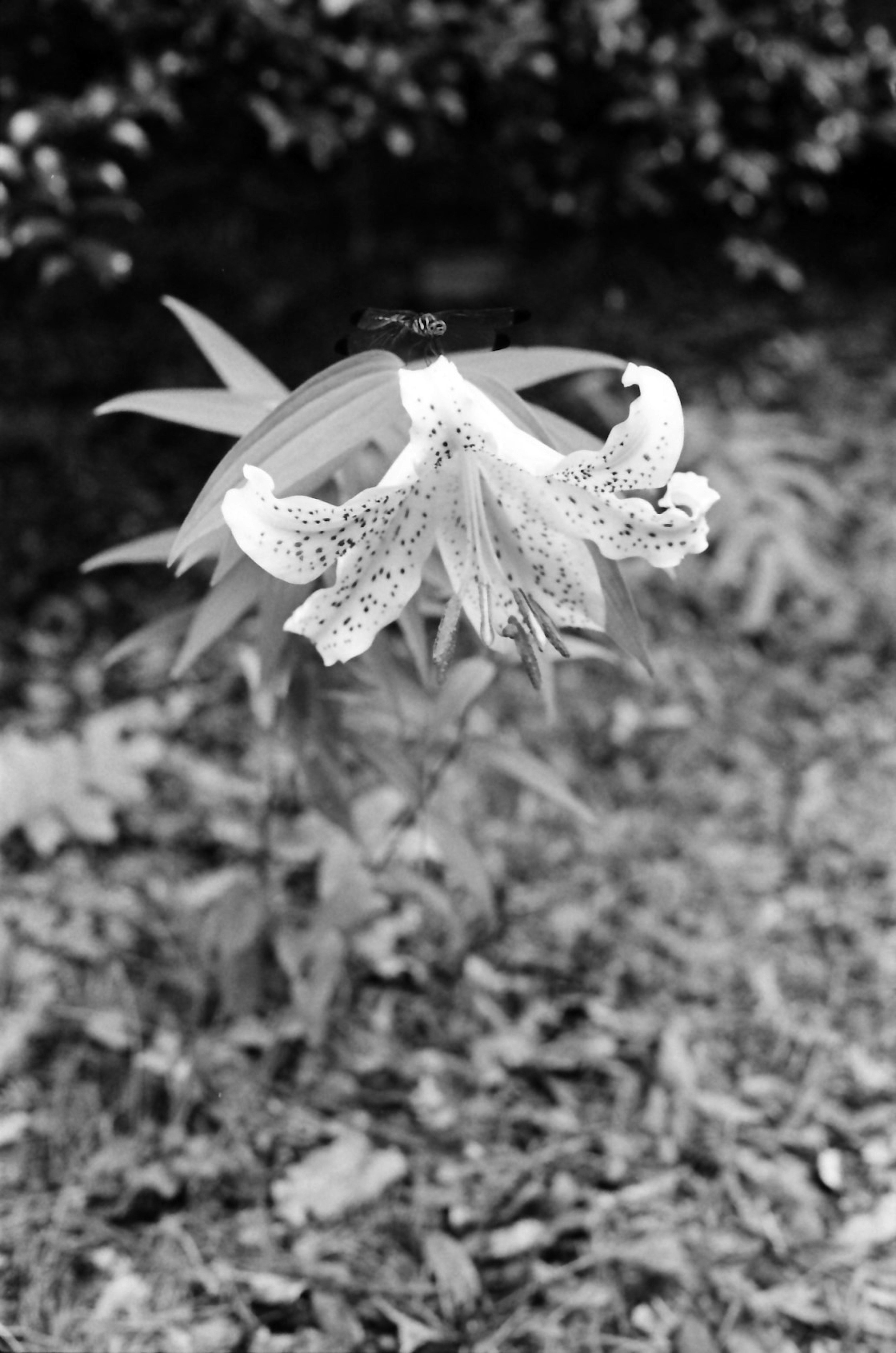 Black and white lily flower surrounded by leaves