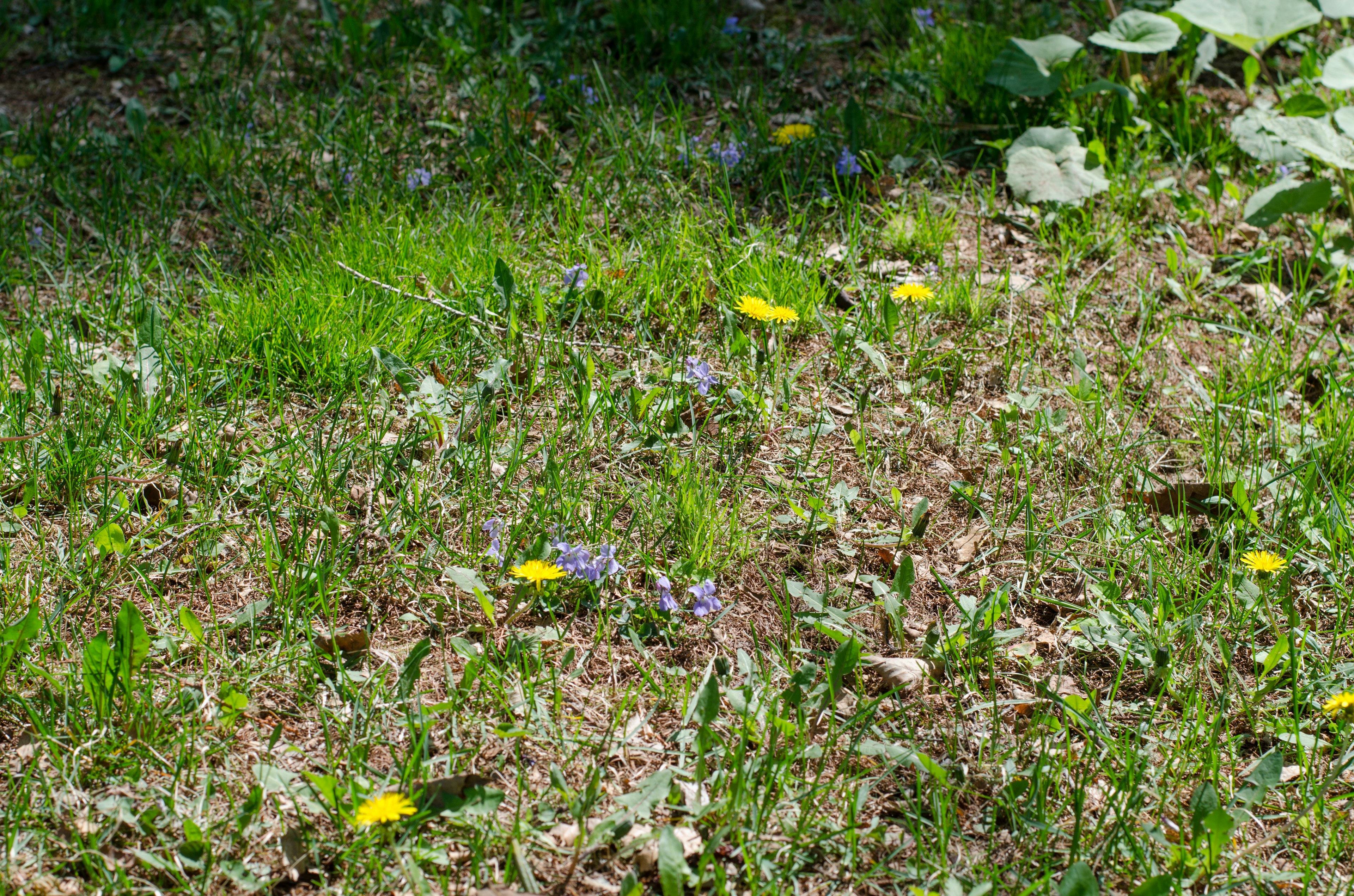 Üppiges grünes Gras mit verstreuten gelben Löwenzahn und kleinen lila Blumen