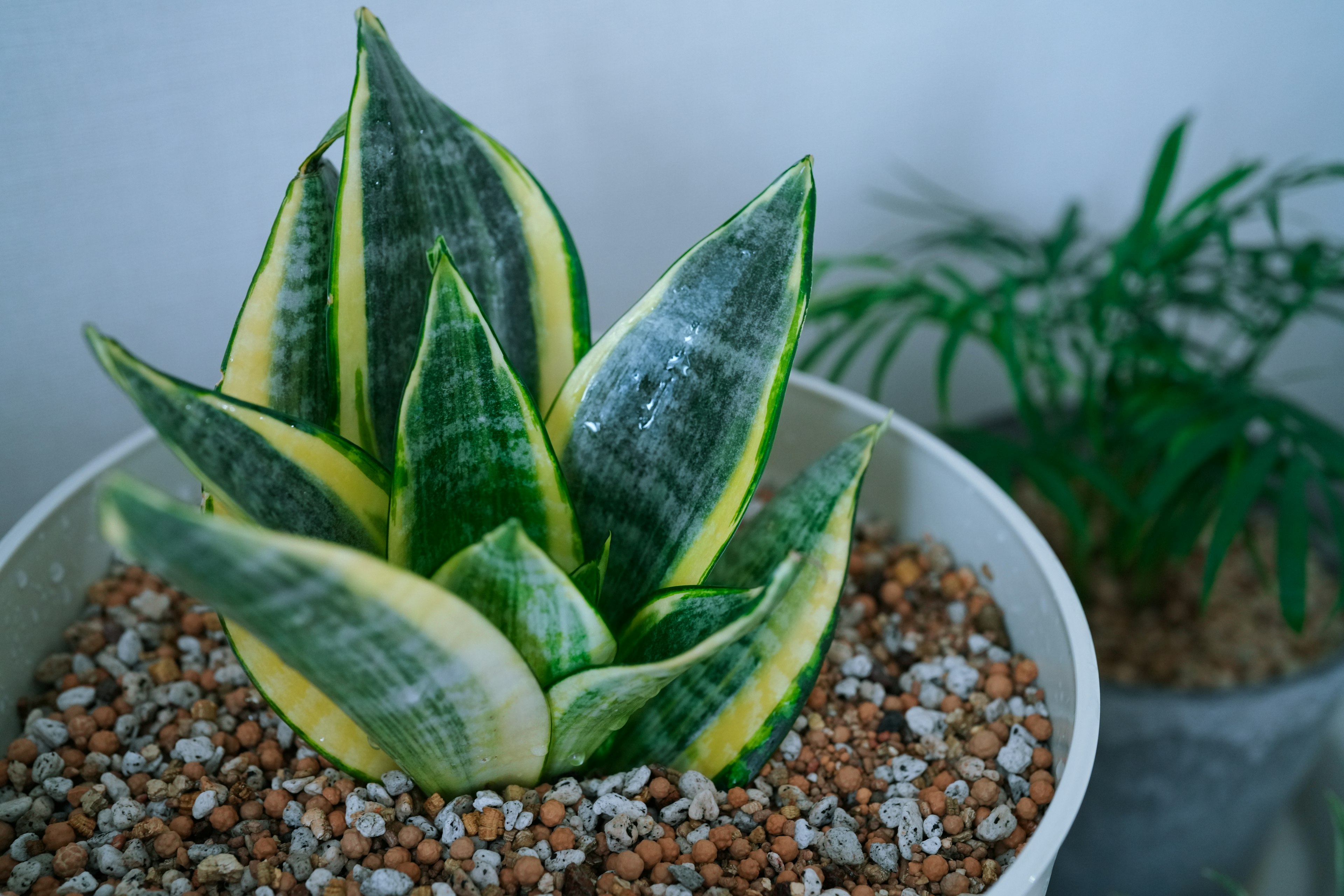 Potted Sansevieria plant with yellow and green leaves and pebbles