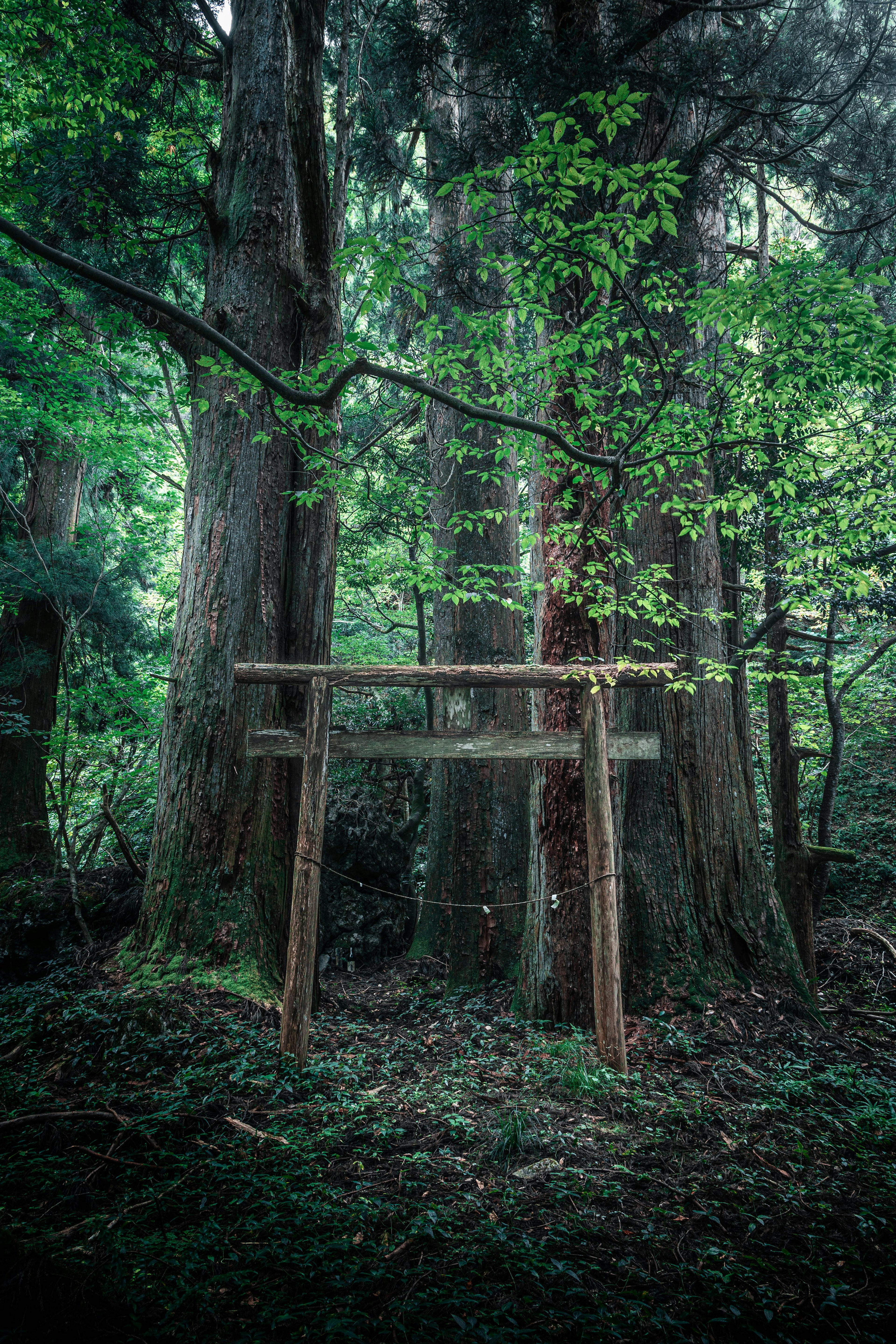 Wooden torii gate surrounded by lush green trees