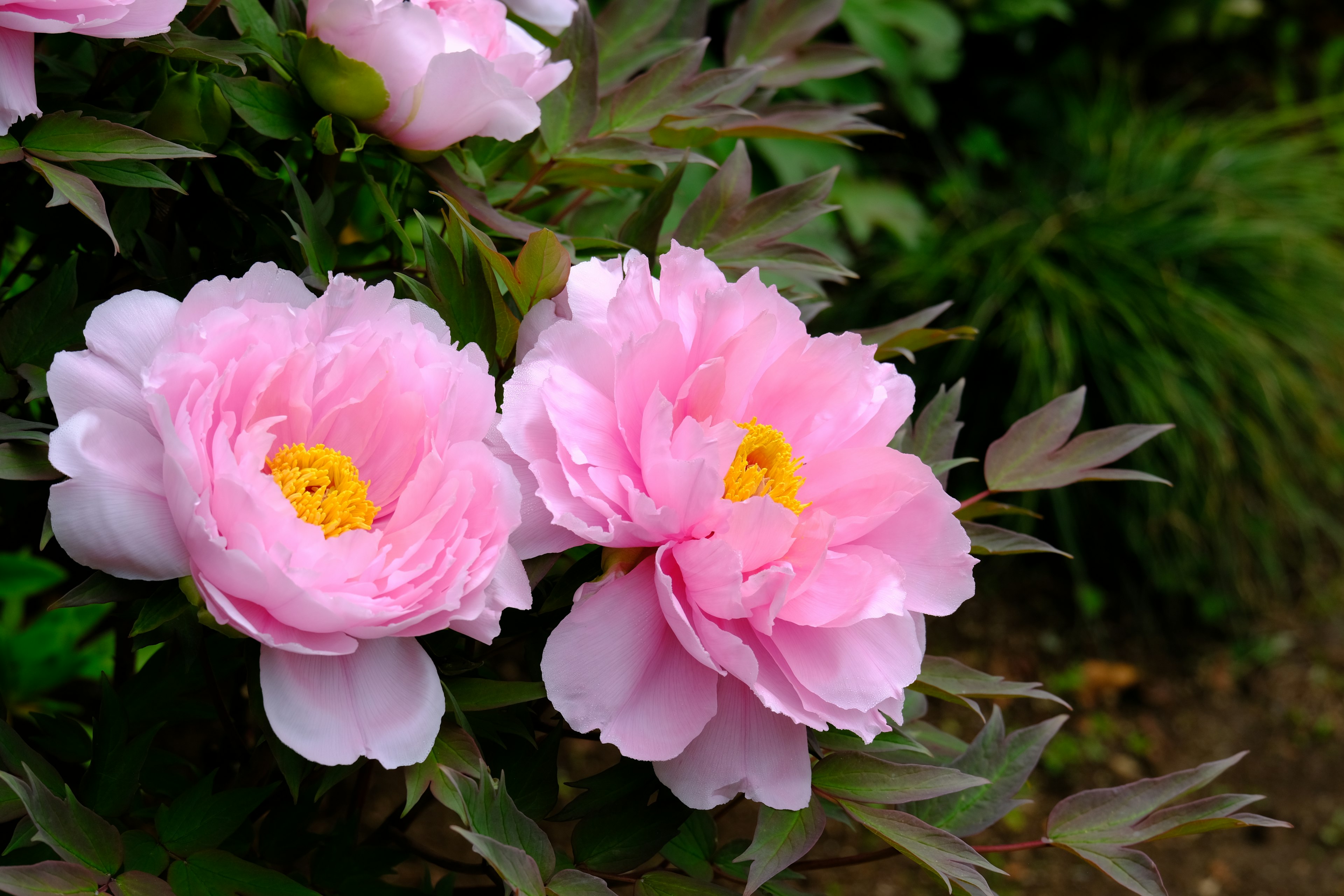 Bunga peony cantik dengan kelopak merah muda yang mekar