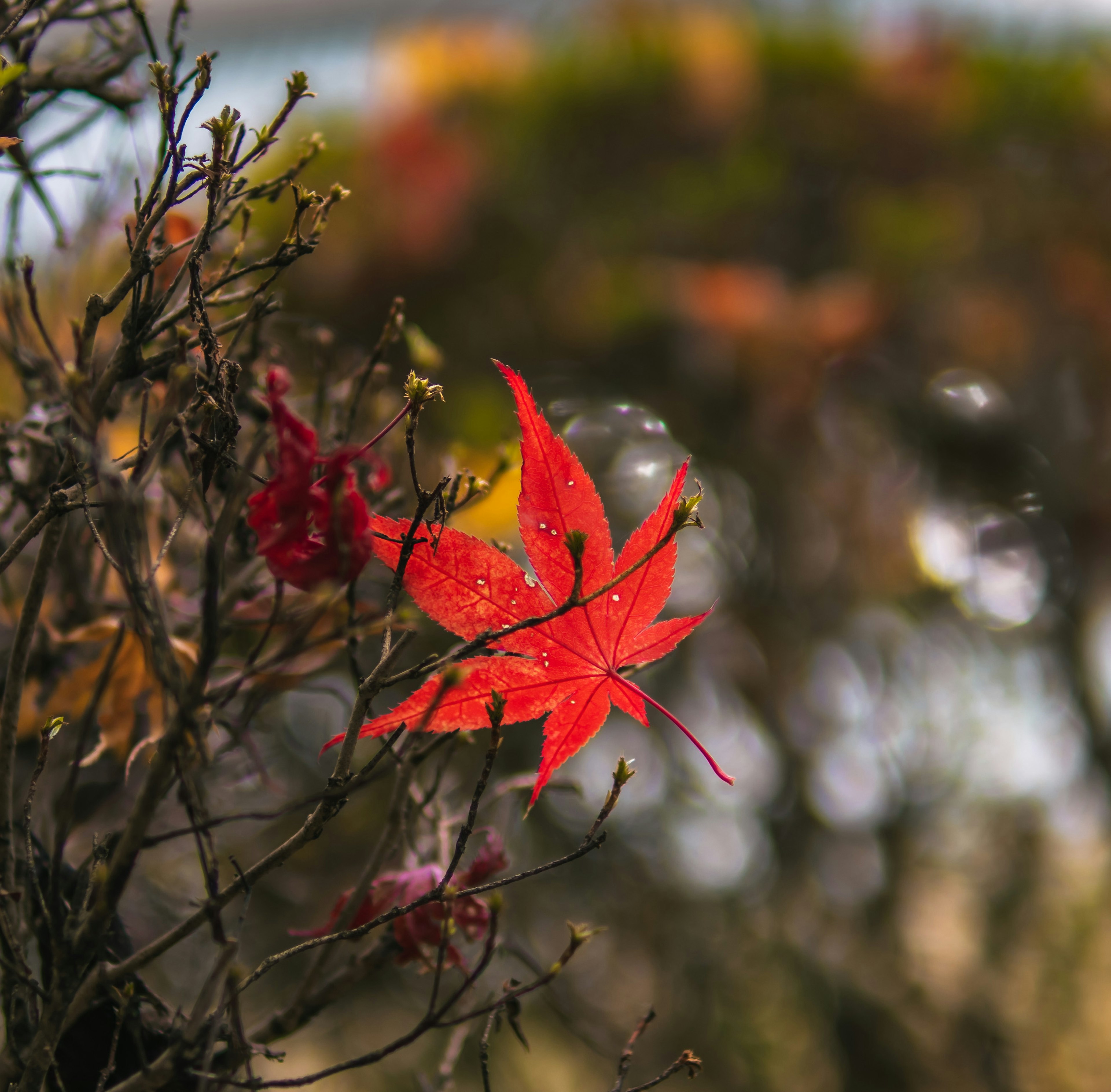 赤い紅葉の葉が枝に残り周囲のぼやけた背景と対比している