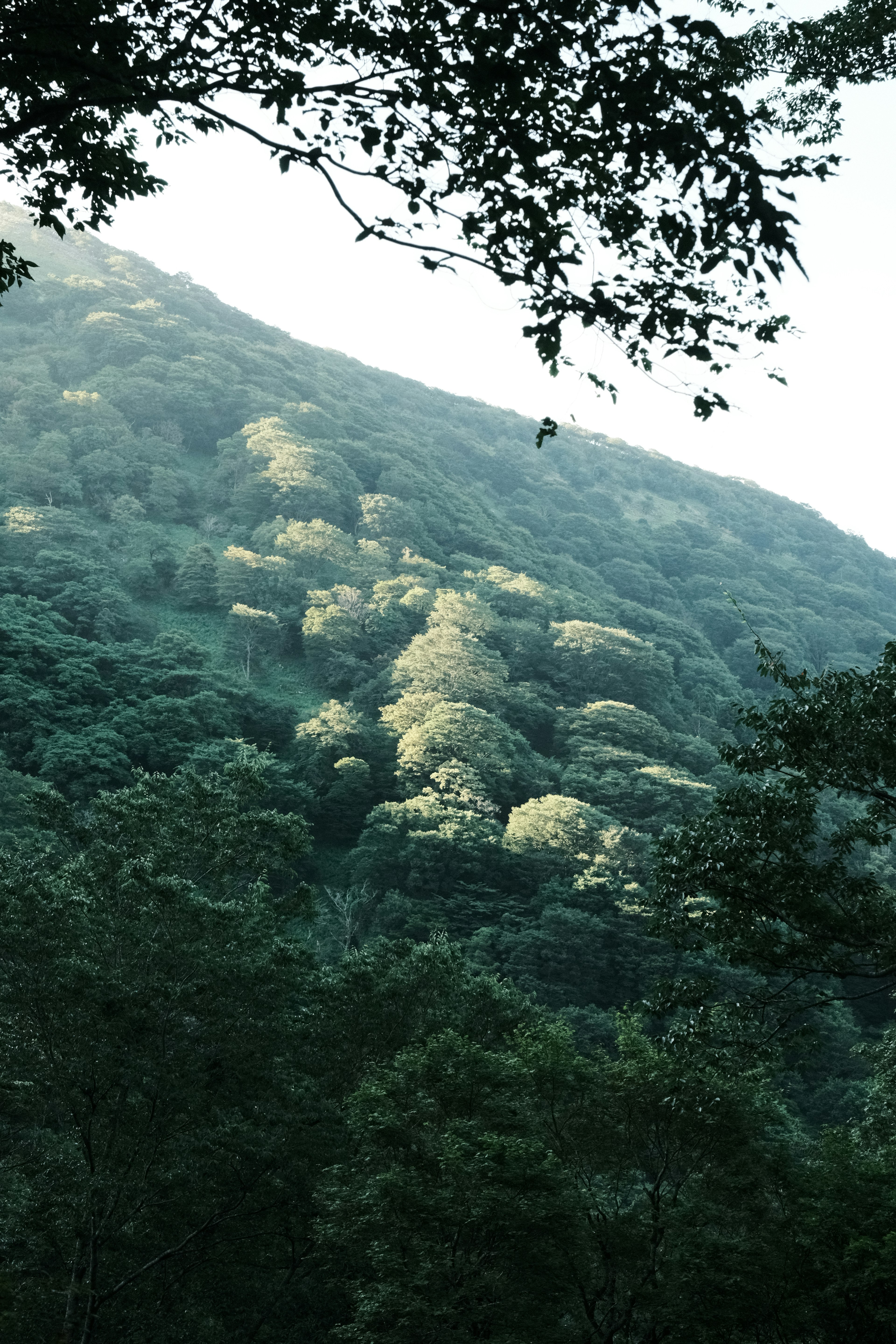 Eine ruhige Landschaft eines grünen Hügels, der vom Sonnenlicht beleuchtet wird