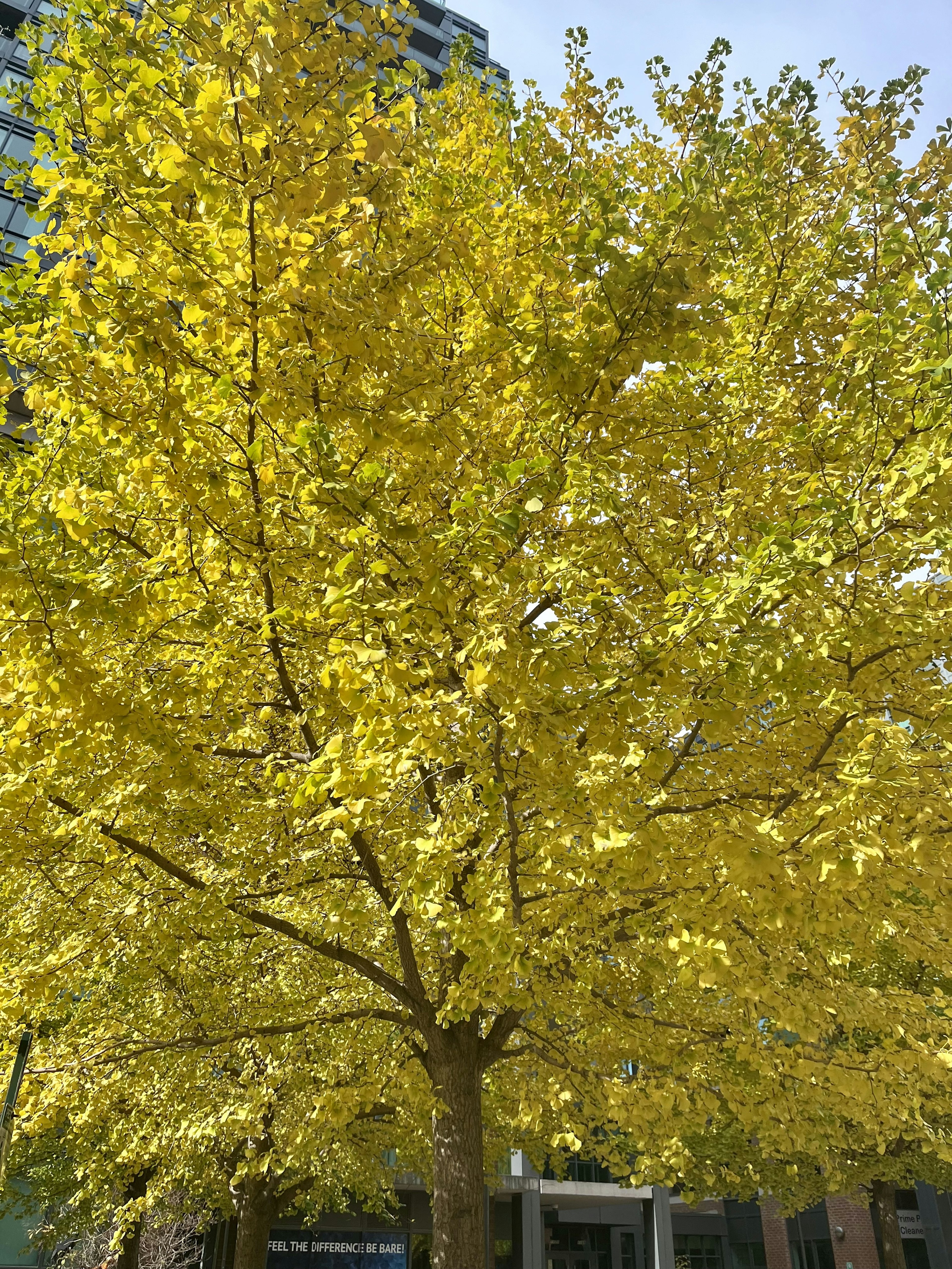 A vibrant yellow-leaved tree in full view