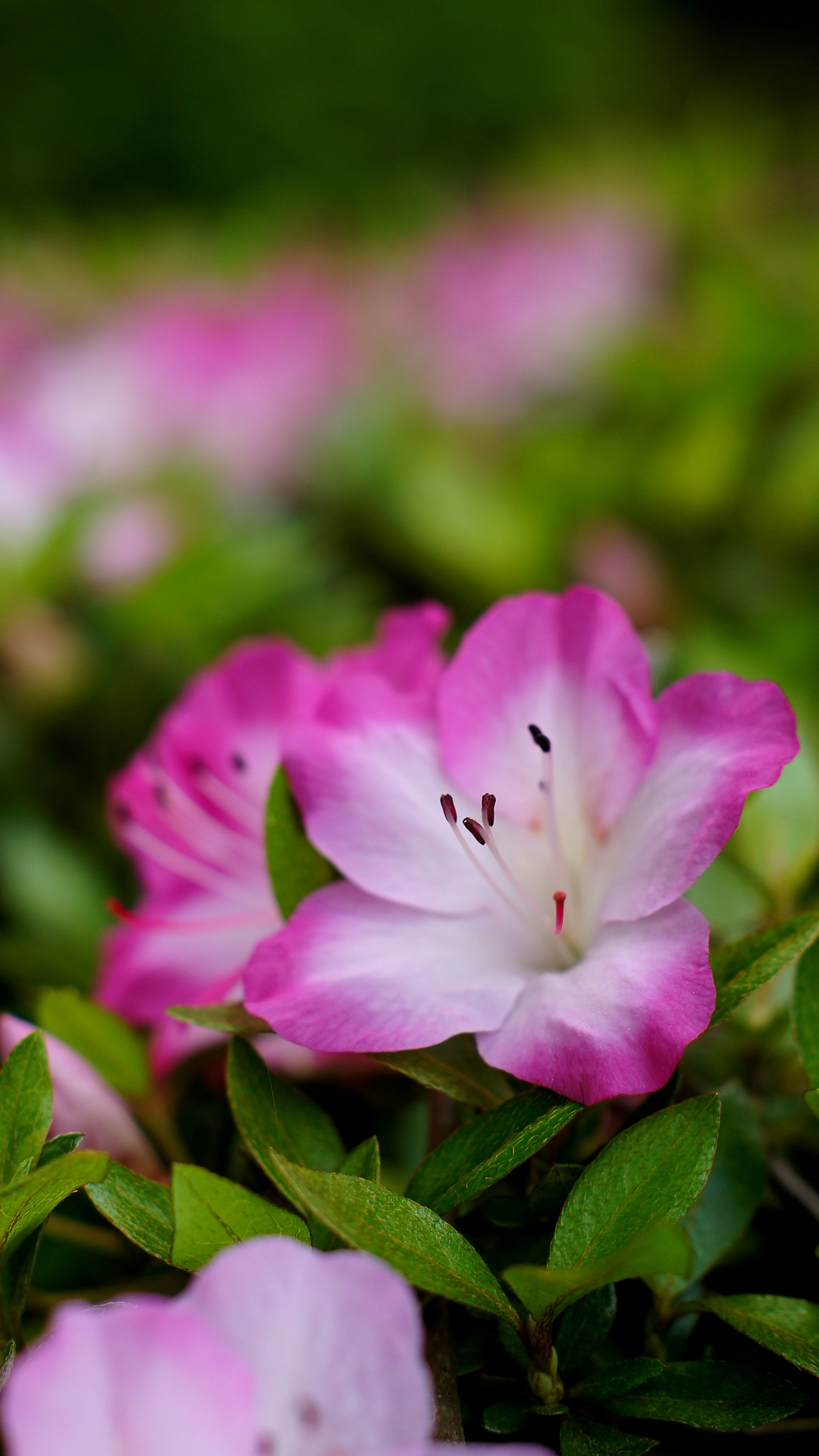 Fleurs d'azalée roses magnifiques fleurissant parmi des feuilles vertes