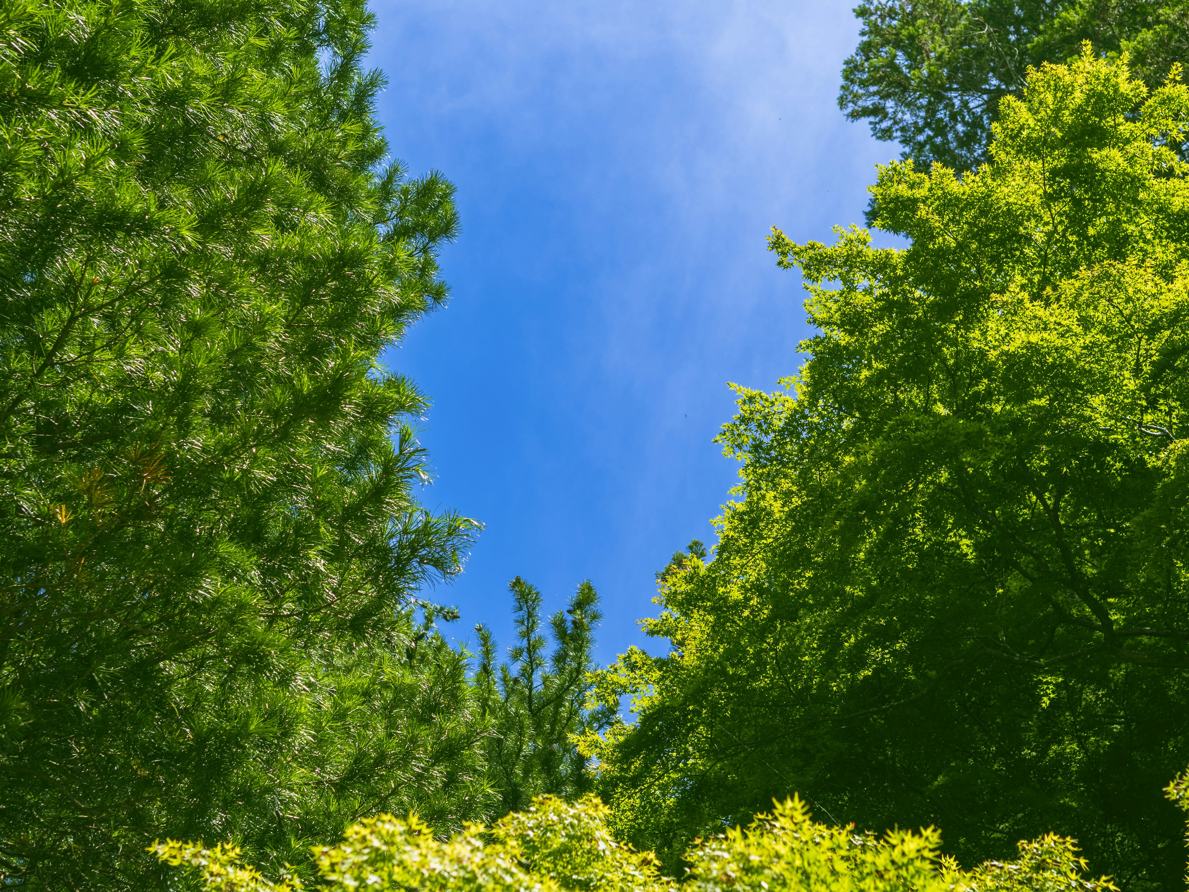 Lush green treetops against a clear blue sky