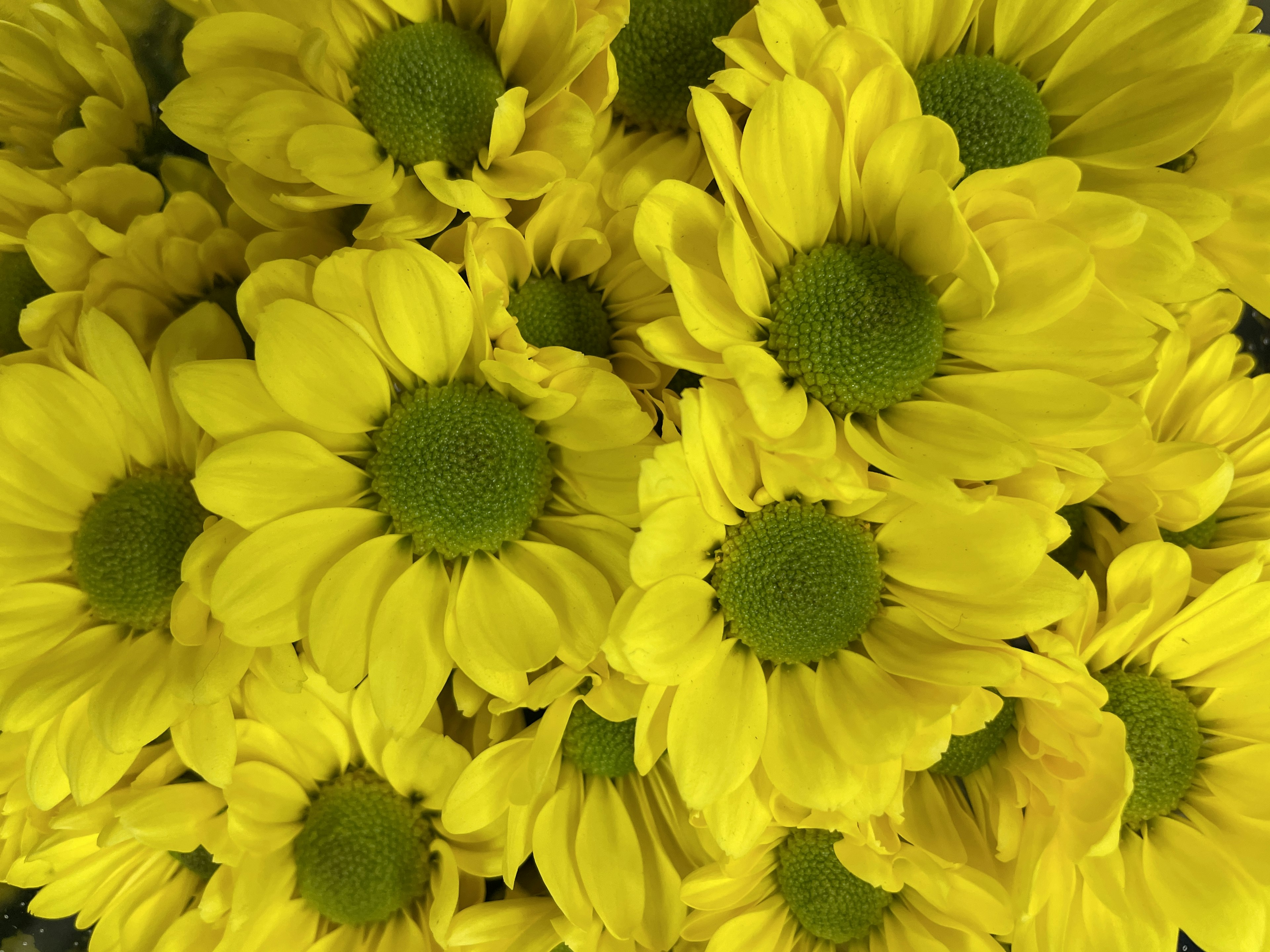 Bouquet vibrante di fiori gialli con centri verdi