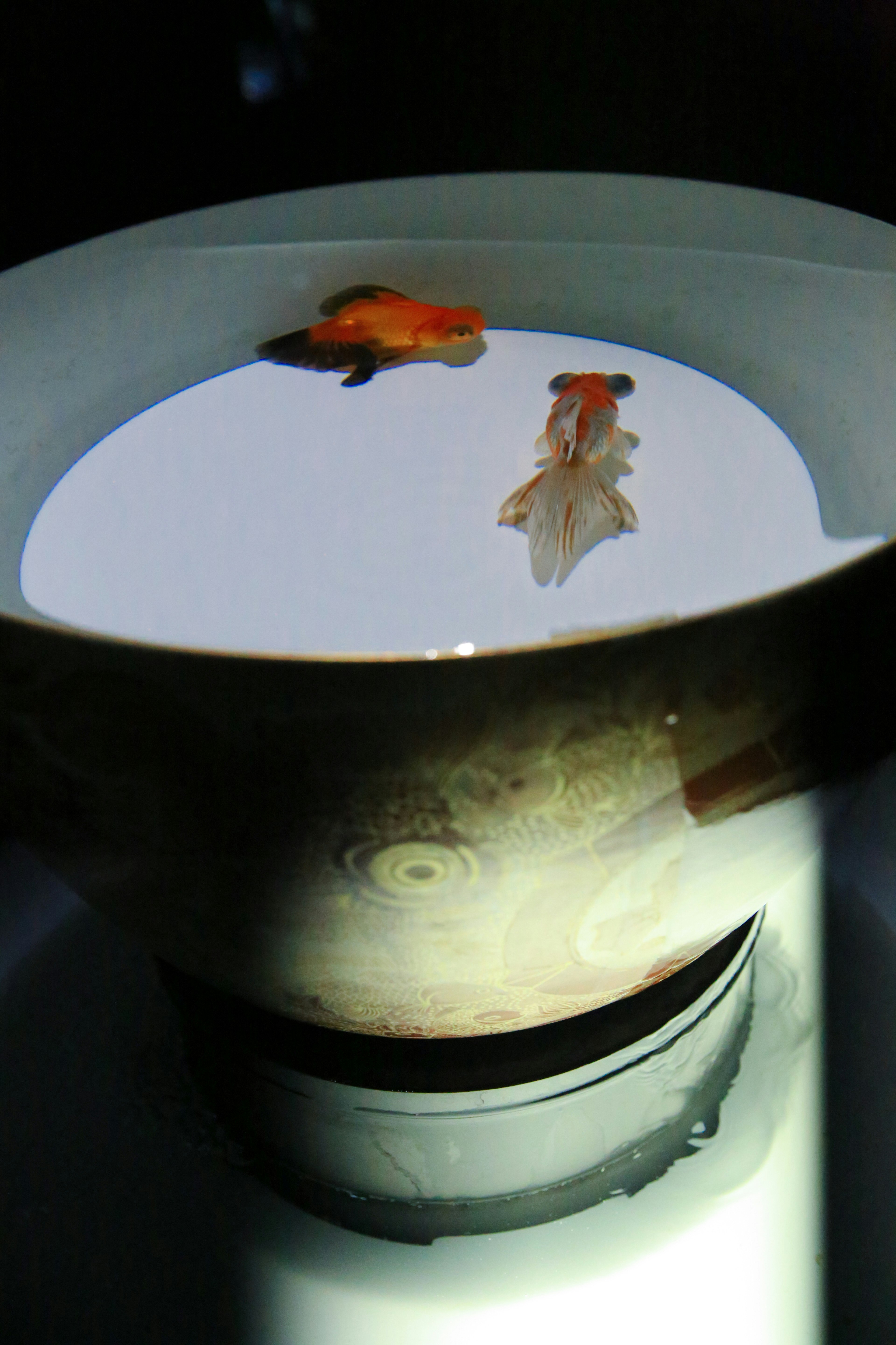 Goldfish swimming in a white ceramic bowl