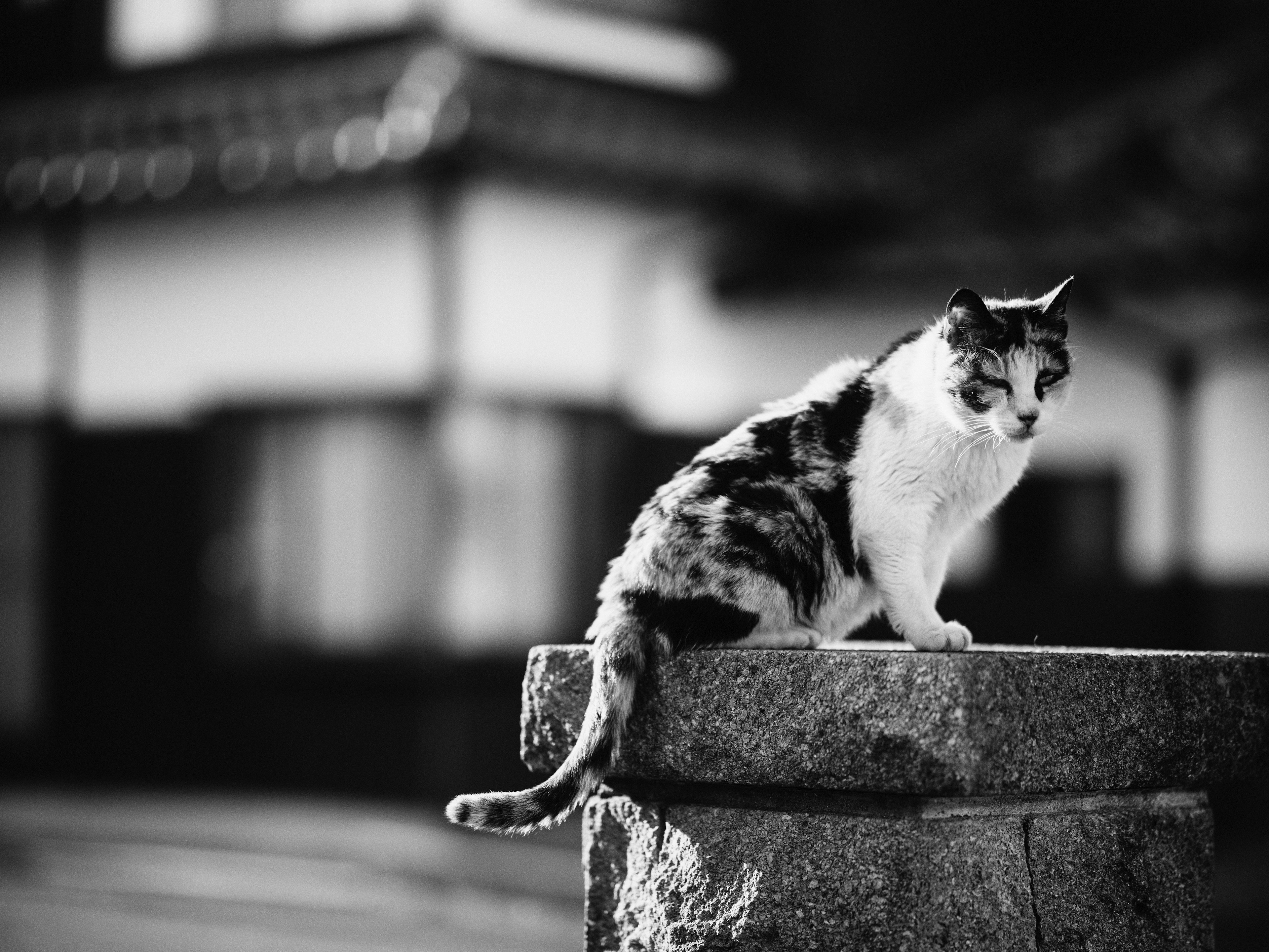 Schwarz-weiße Katze sitzt auf einem Stein mit traditionellem Gebäude im Hintergrund