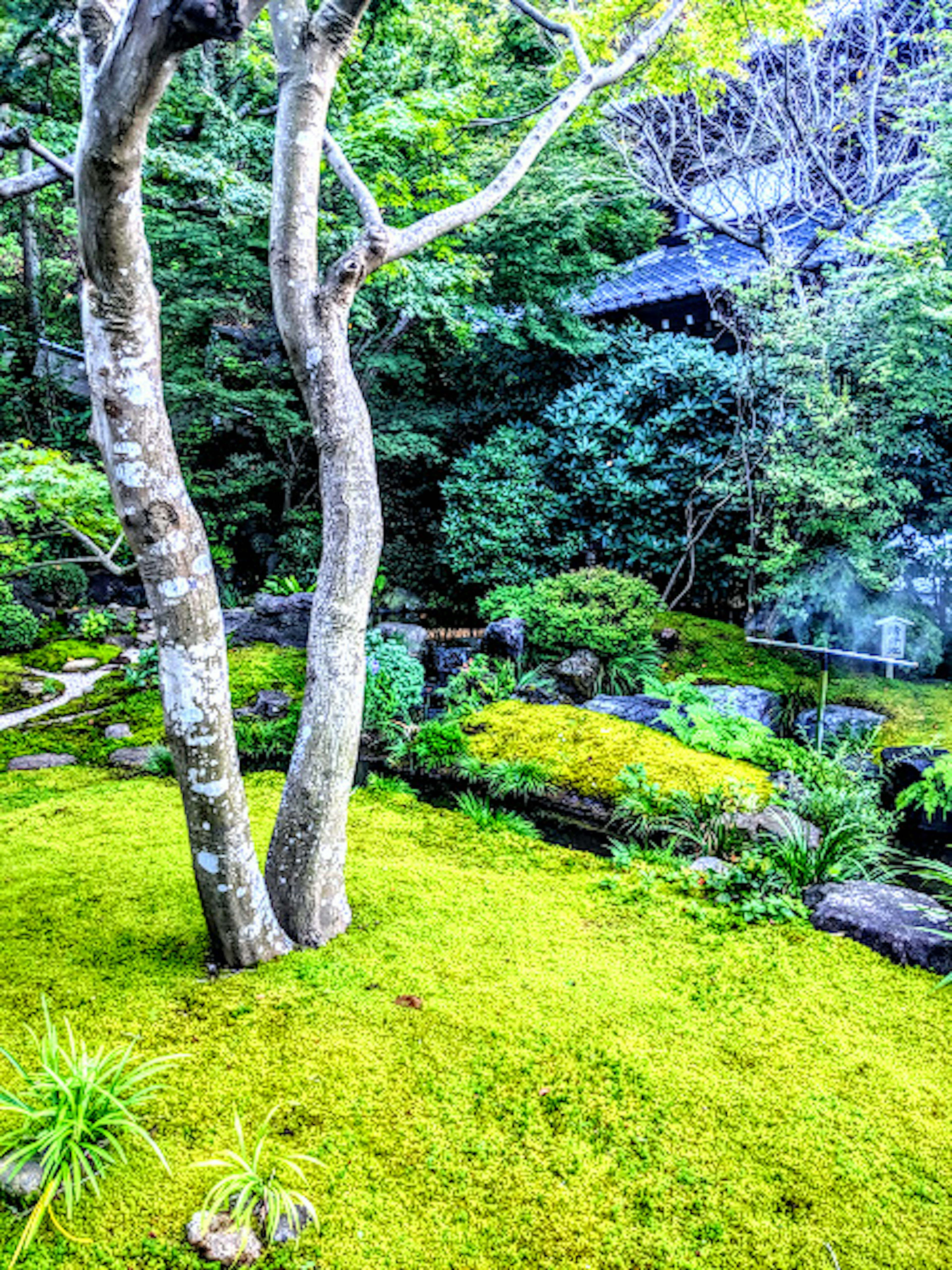 静かな日本庭園の風景 緑の苔と木々が調和した美しい景観