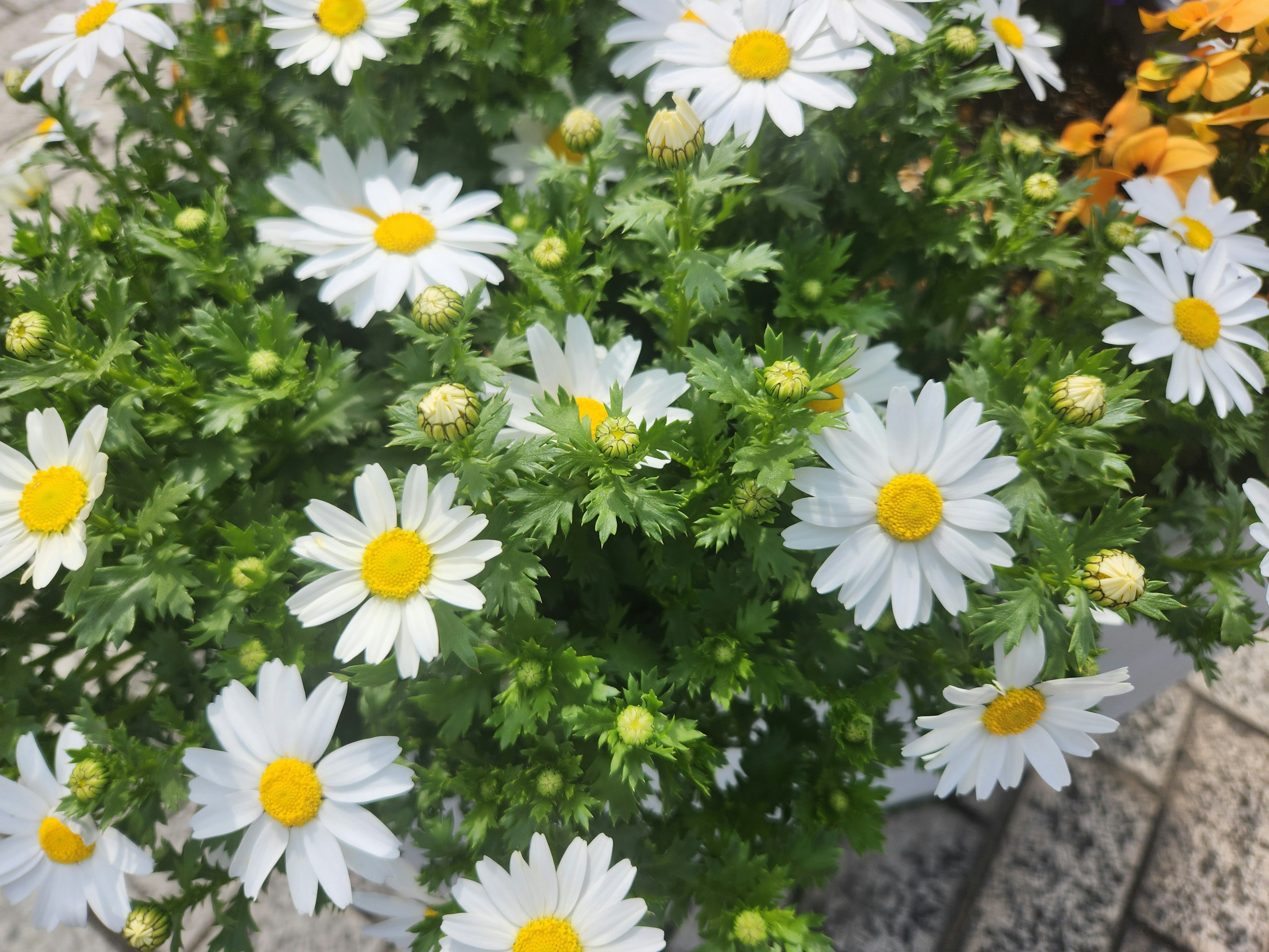 Un mazzo di margherite carine con petali bianchi e centri gialli