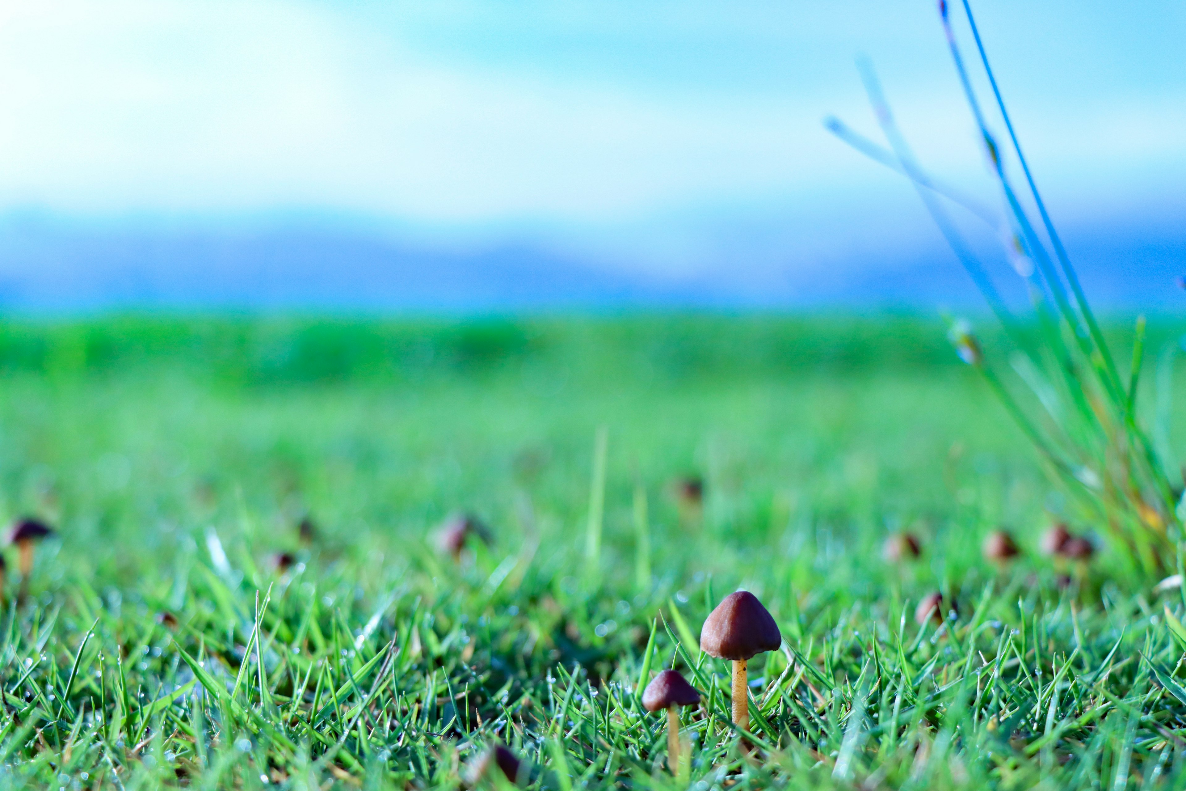 Pequeños champiñones creciendo en un prado verde bajo un cielo azul