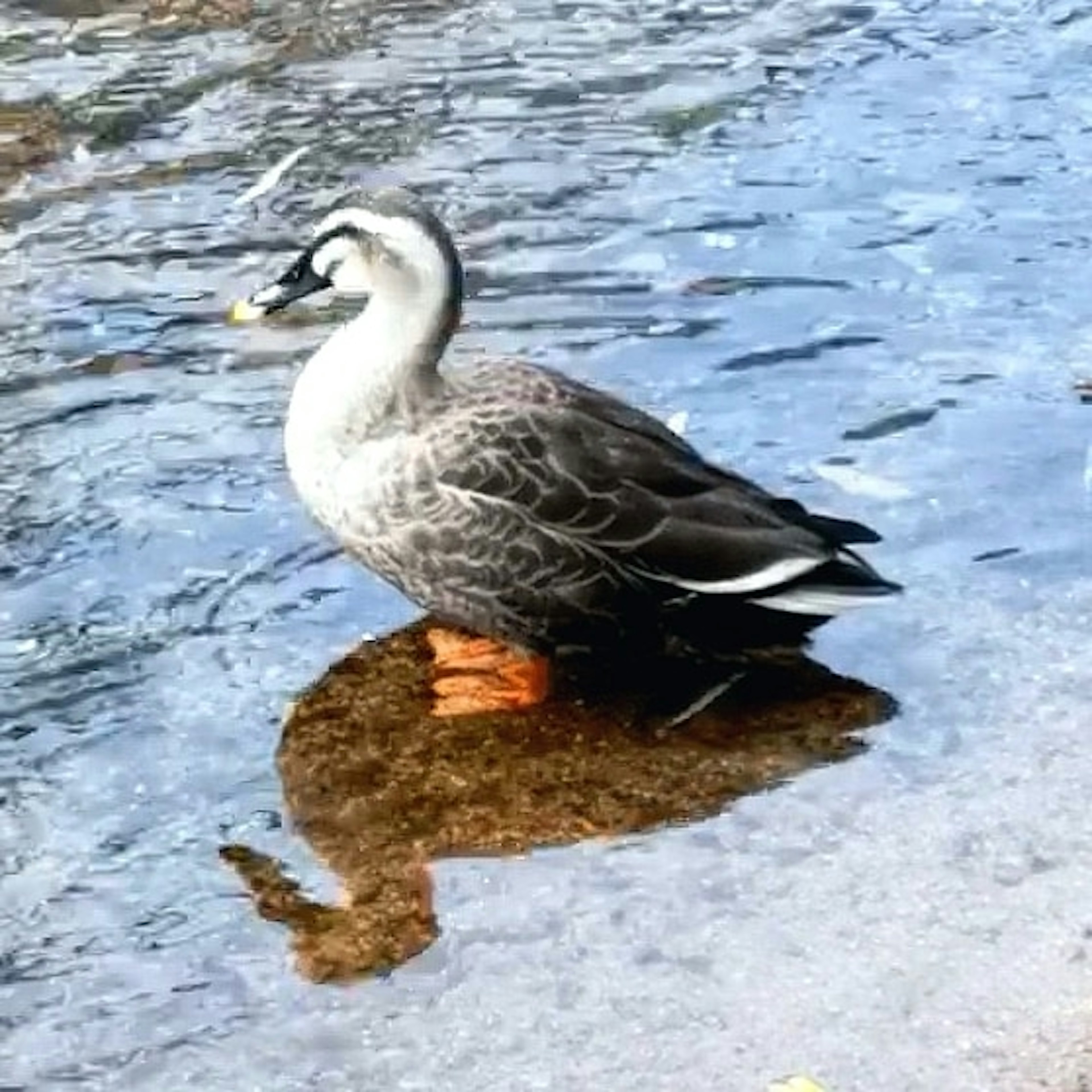 Un pato de pie junto al agua con plumaje gris y blanco y patas naranjas distintivas