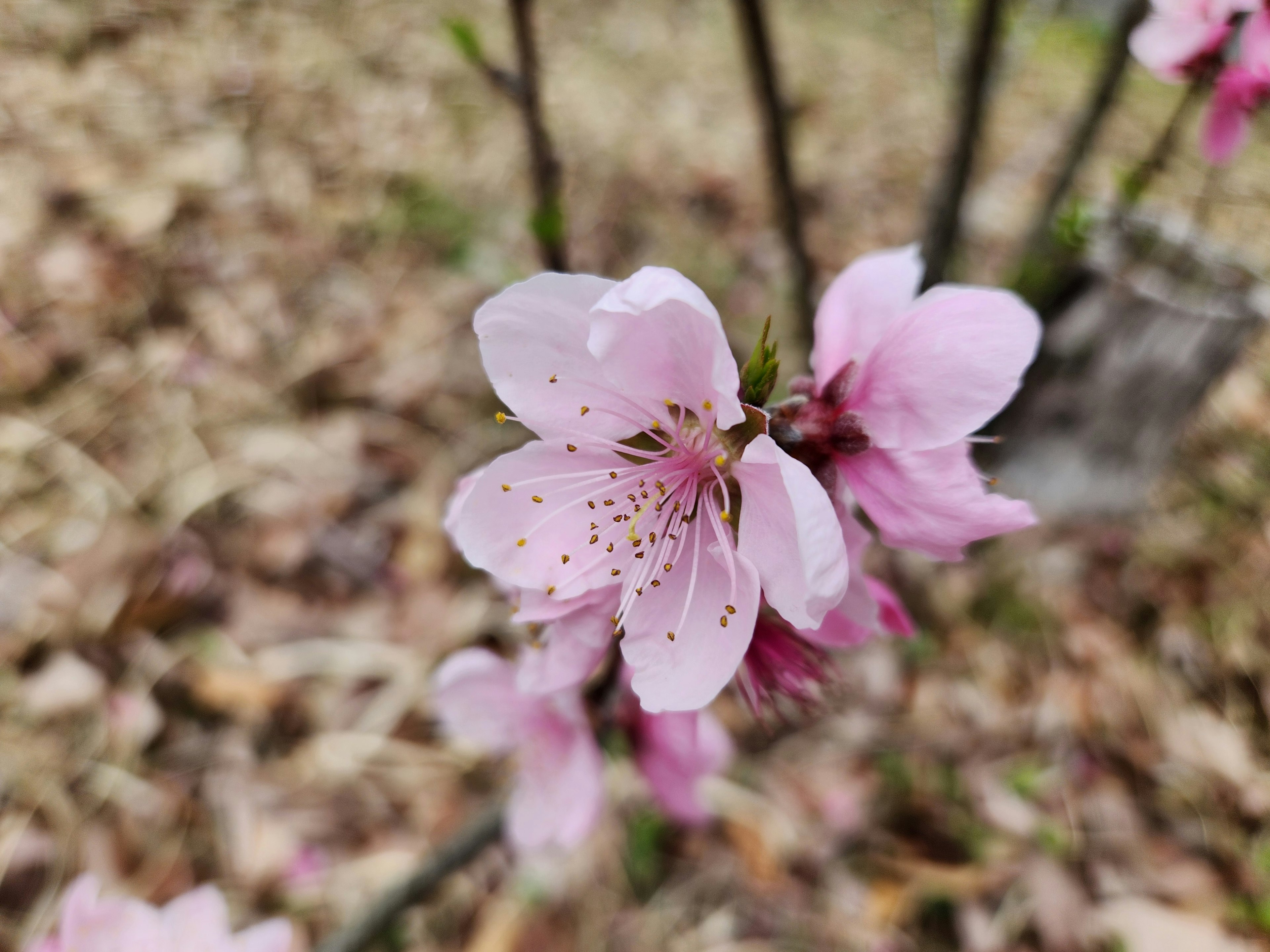 薄いピンクの花が咲いている植物のクローズアップ