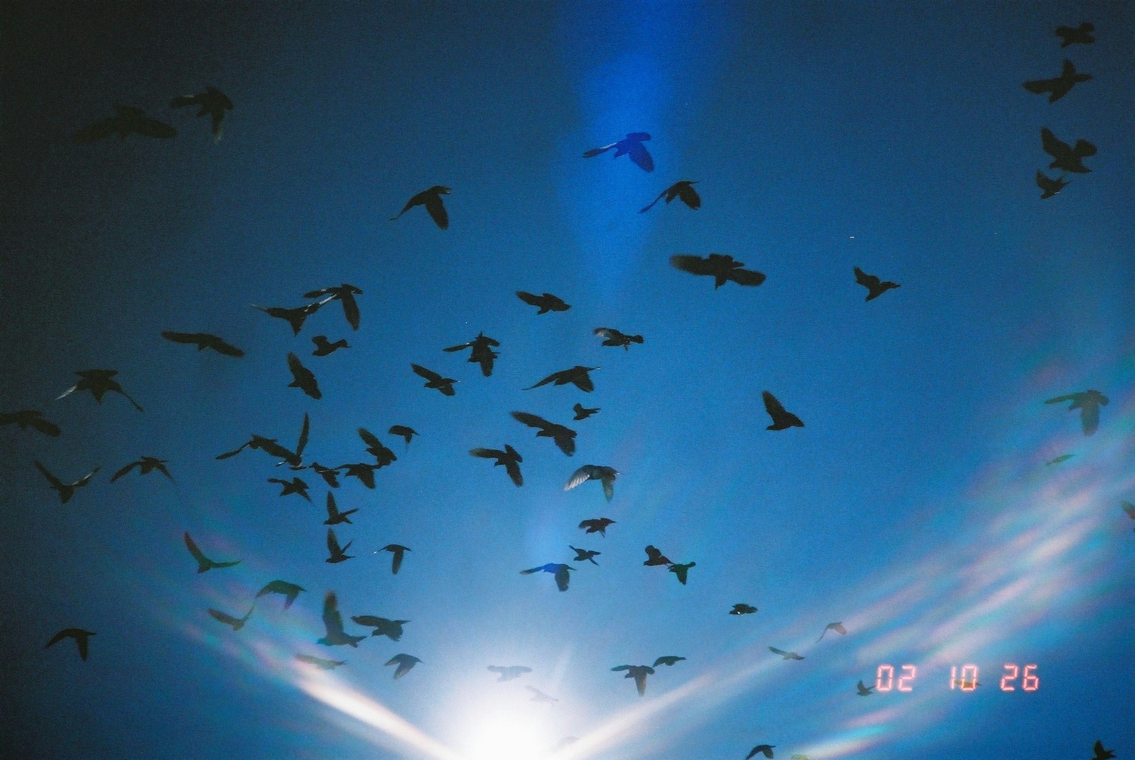 Un groupe d'oiseaux volant dans un ciel bleu avec un soleil brillant