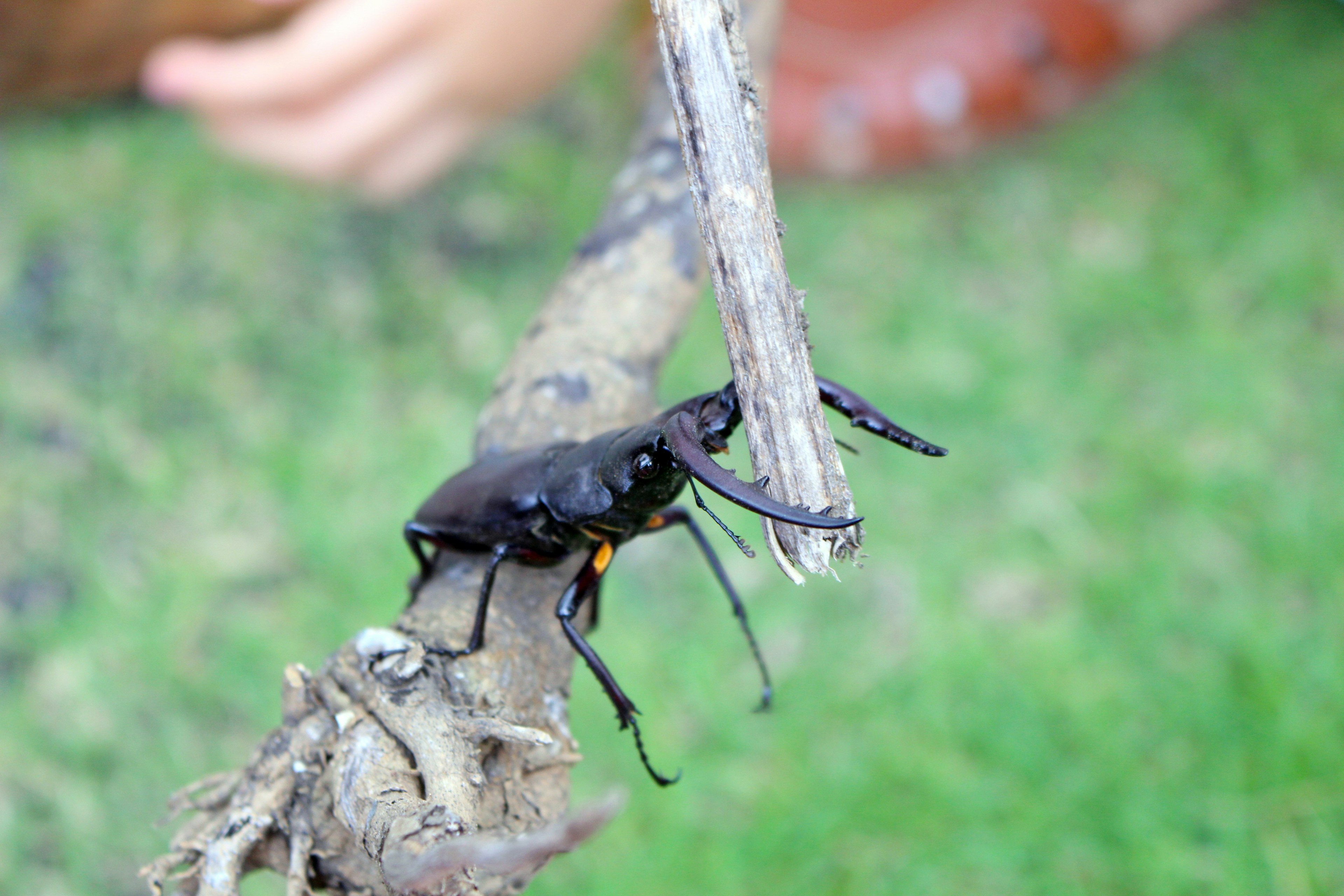 A black insect perched on a stick over green grass