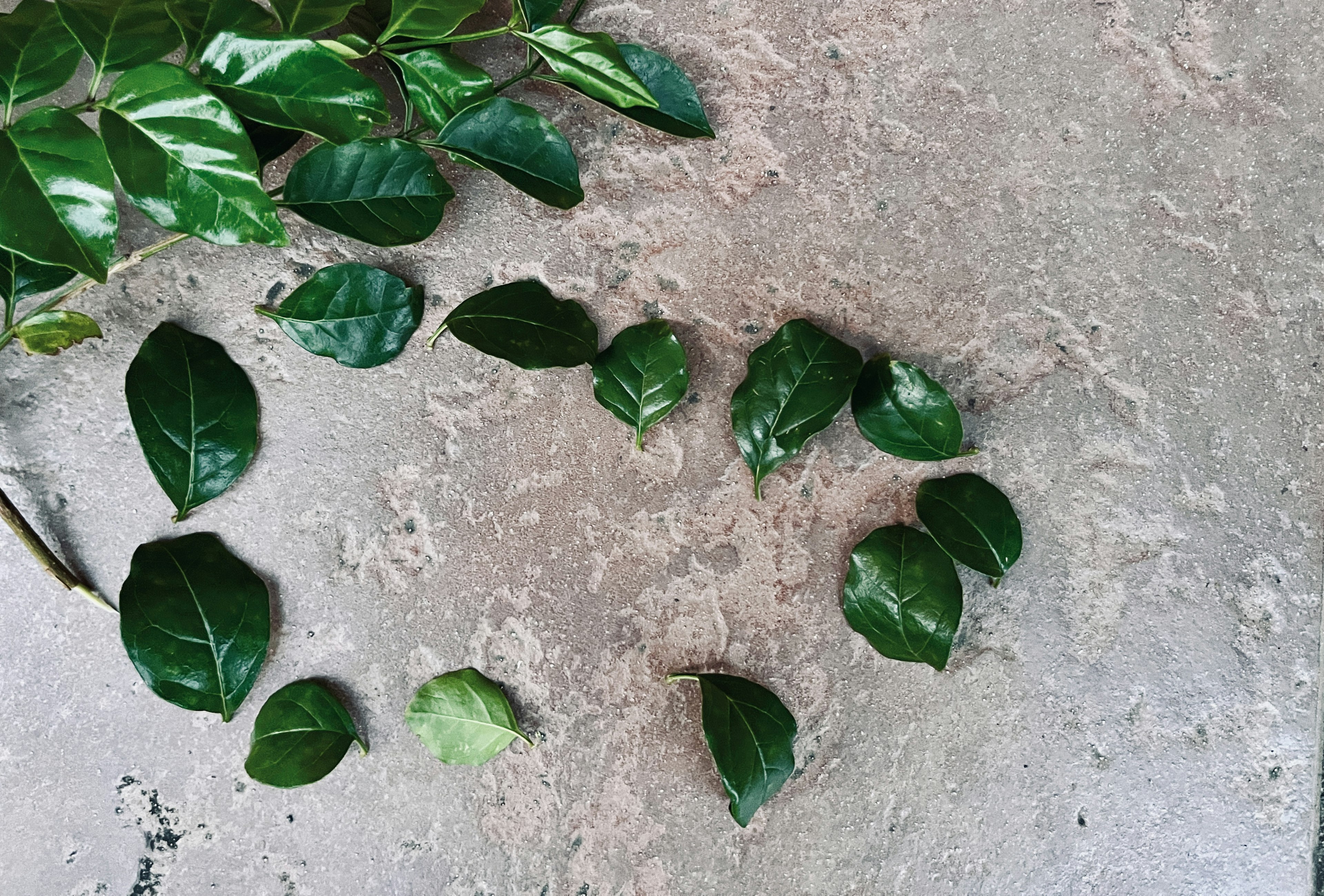 Hojas verdes esparcidas sobre una superficie de concreto