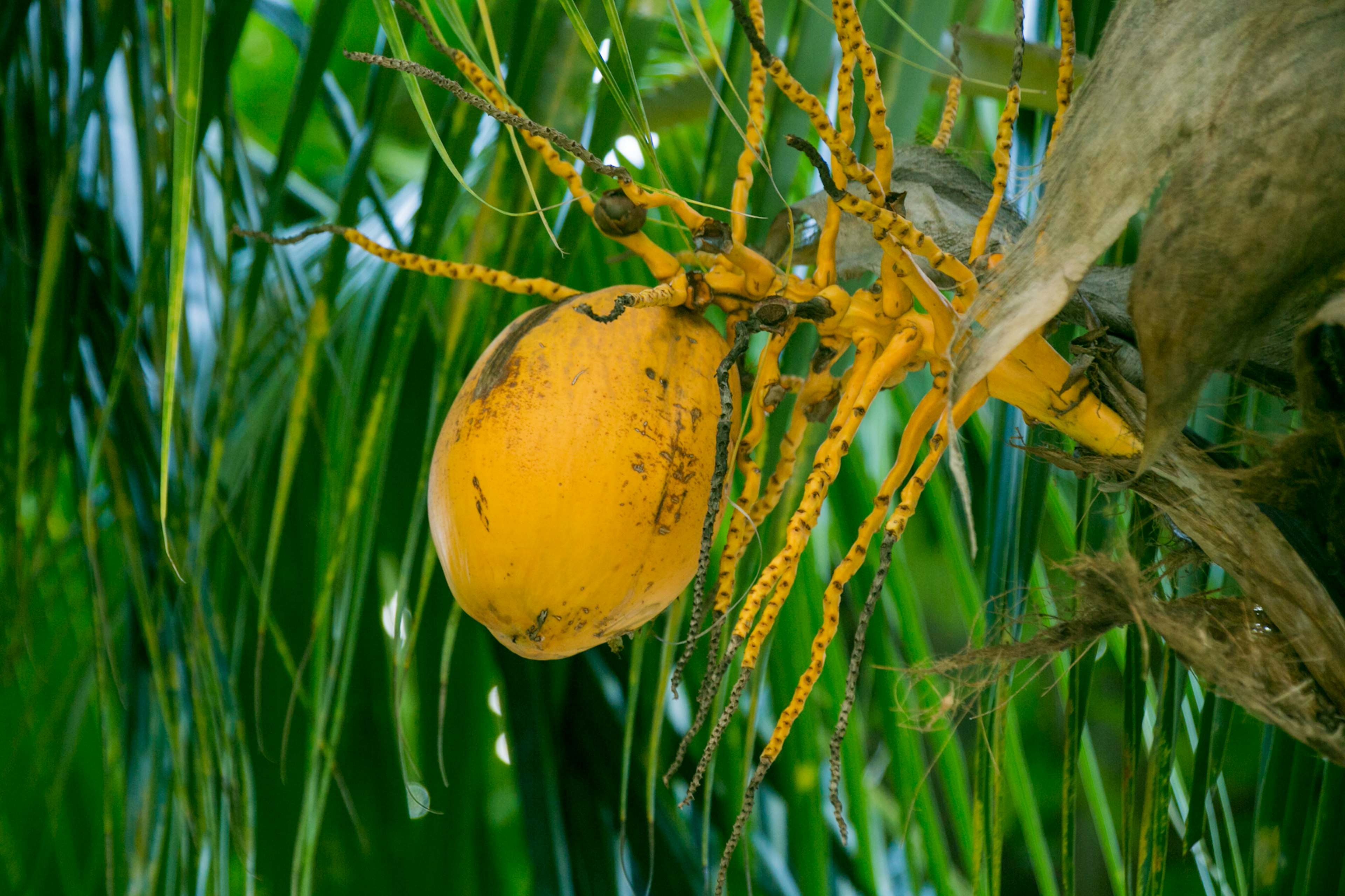 Gelbe Kokosnuss hängt zwischen grünen Palmenblättern