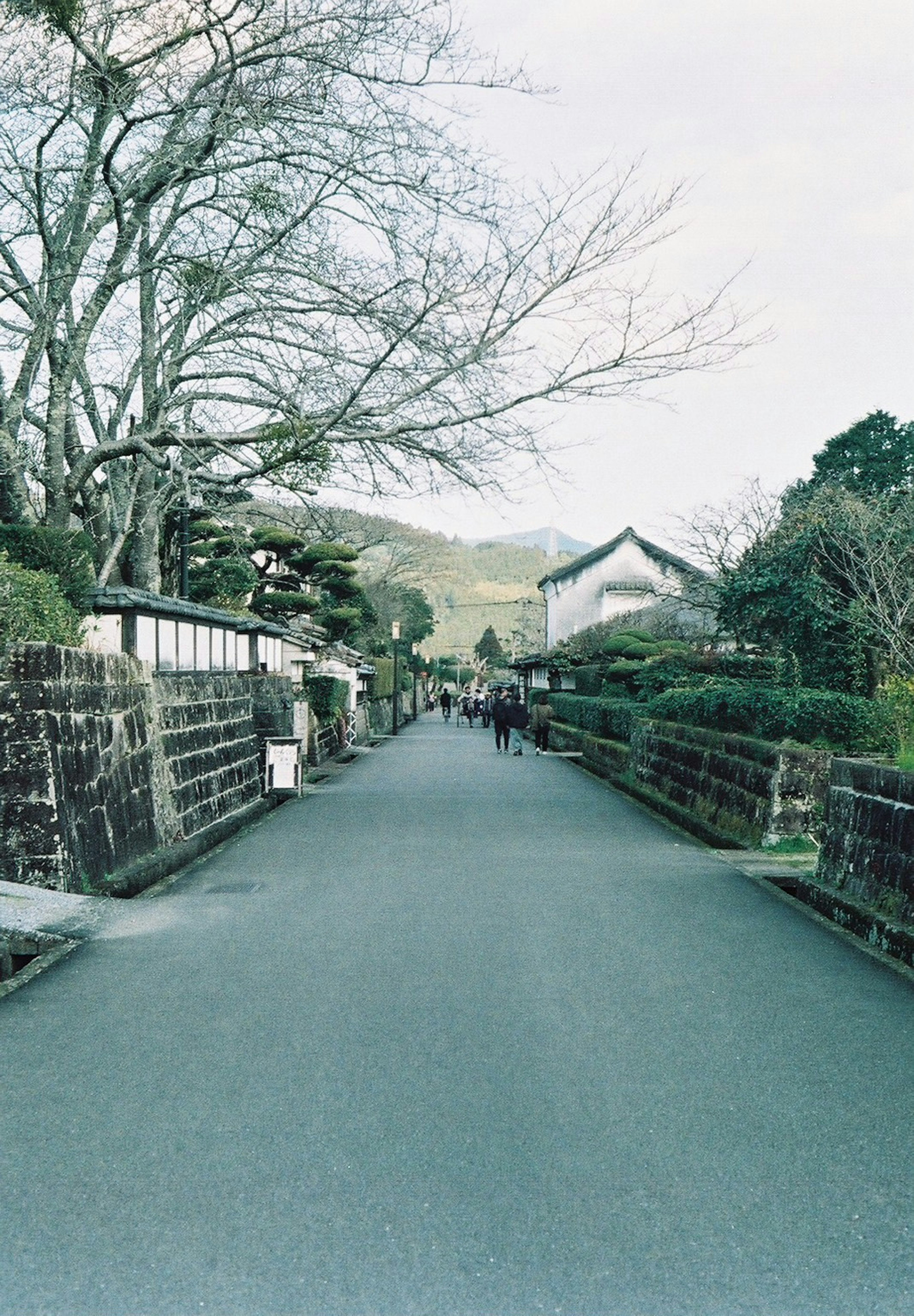 静かな街道に沿った木々と石垣の風景