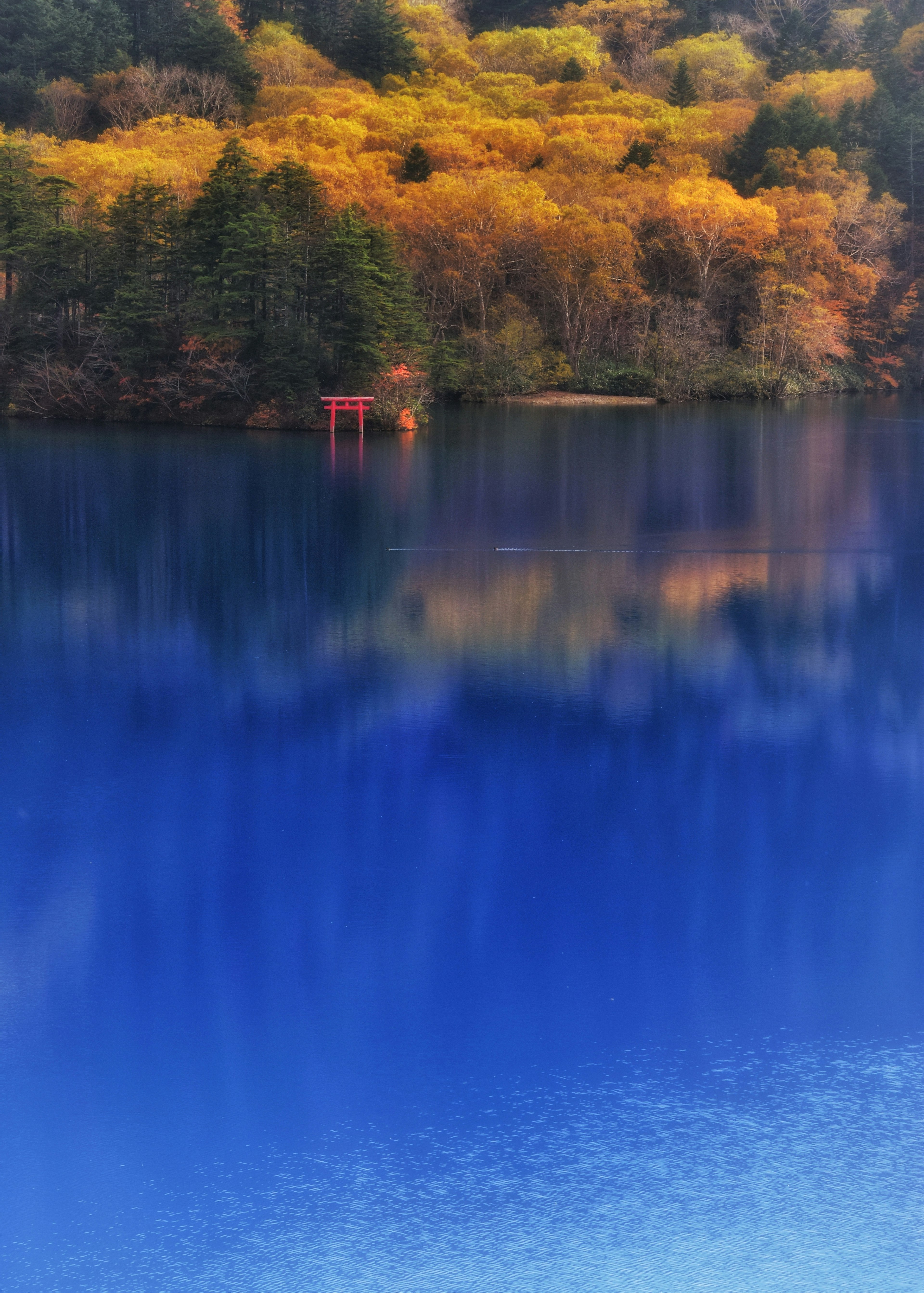 青い湖とオレンジ色の木々の反射 赤い鳥居が見える風景