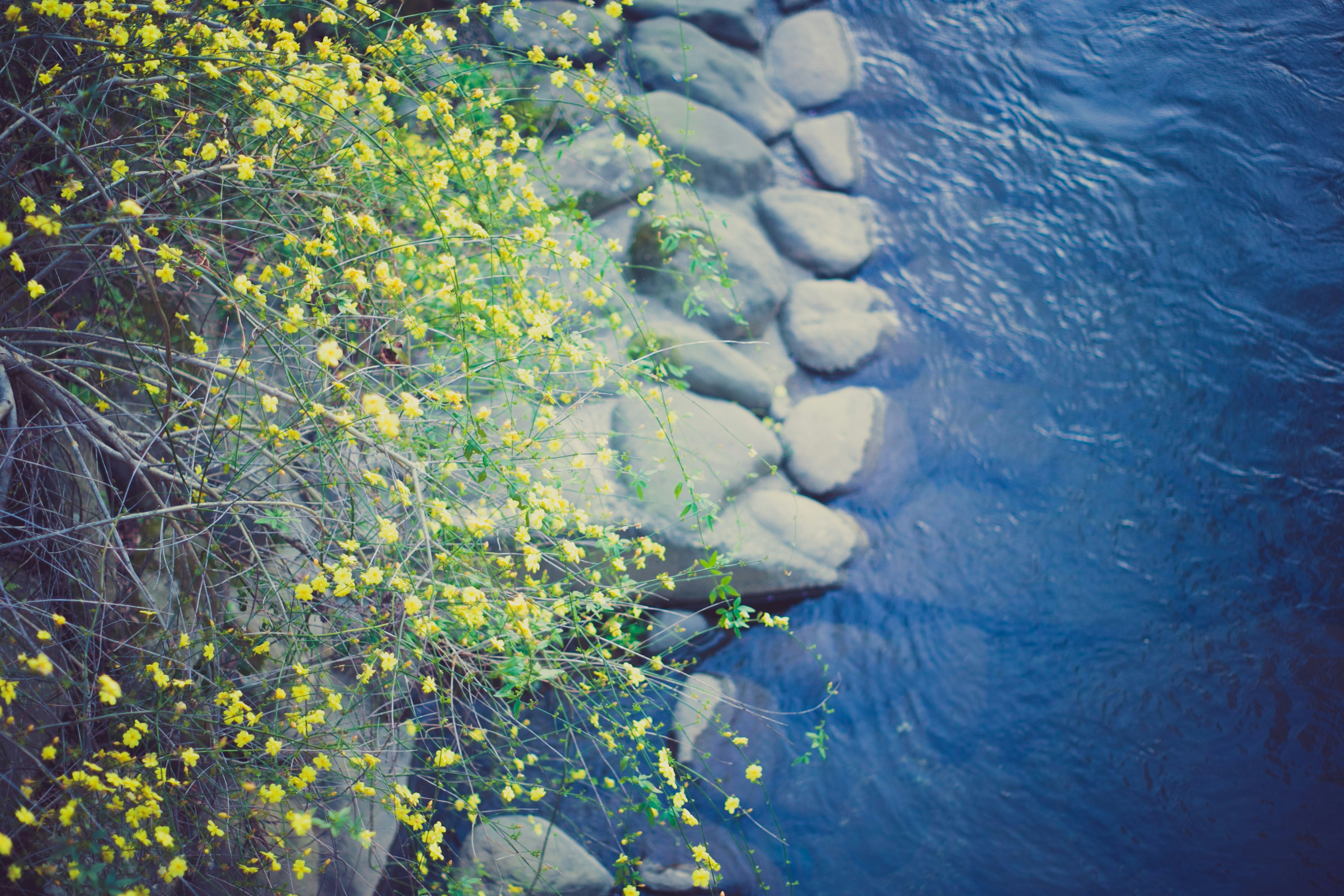 Vista aerea di fiori gialli vicino a un fiume con pietre visibili