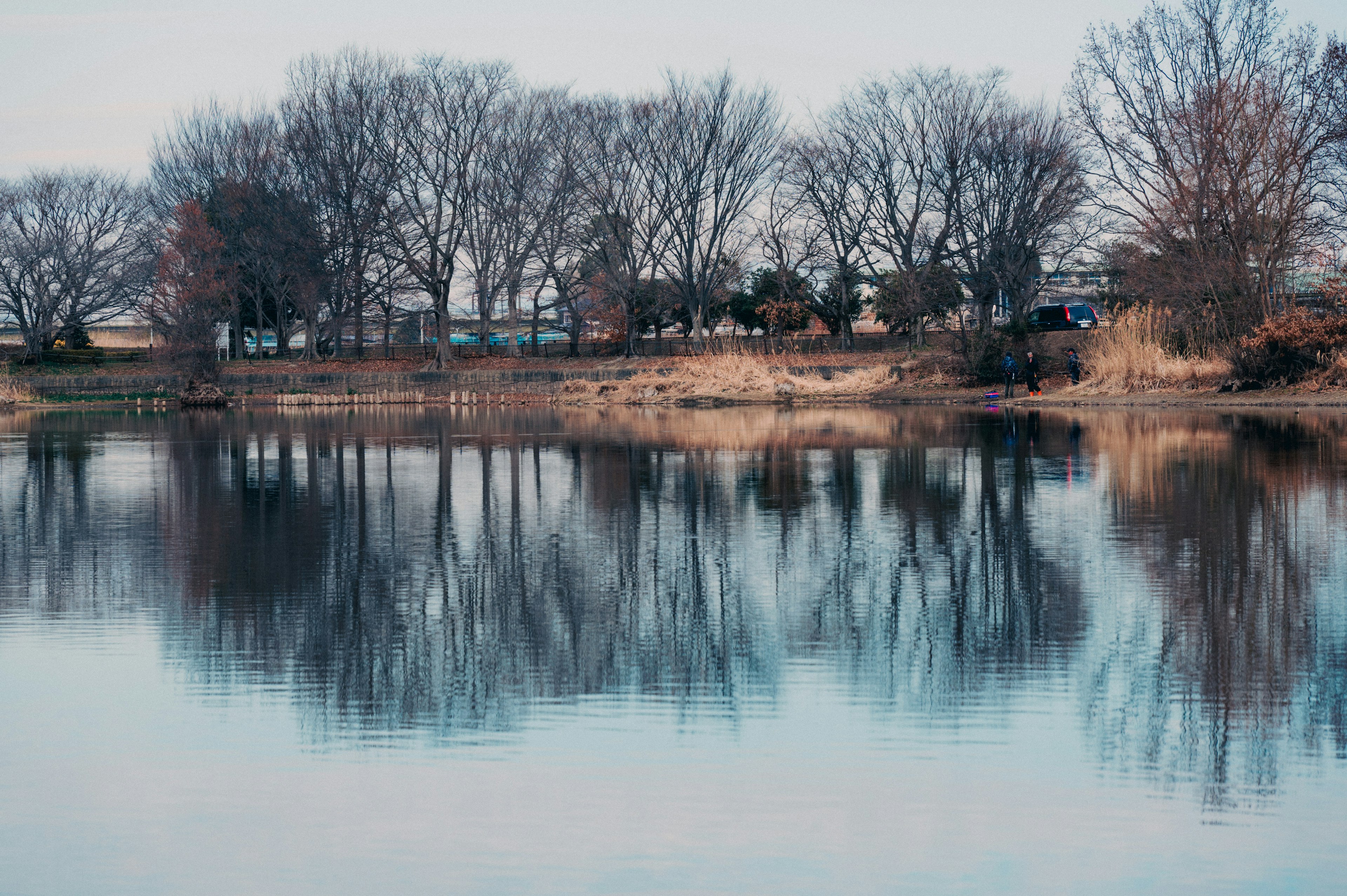 Silhouette of winter trees reflecting on a calm lake