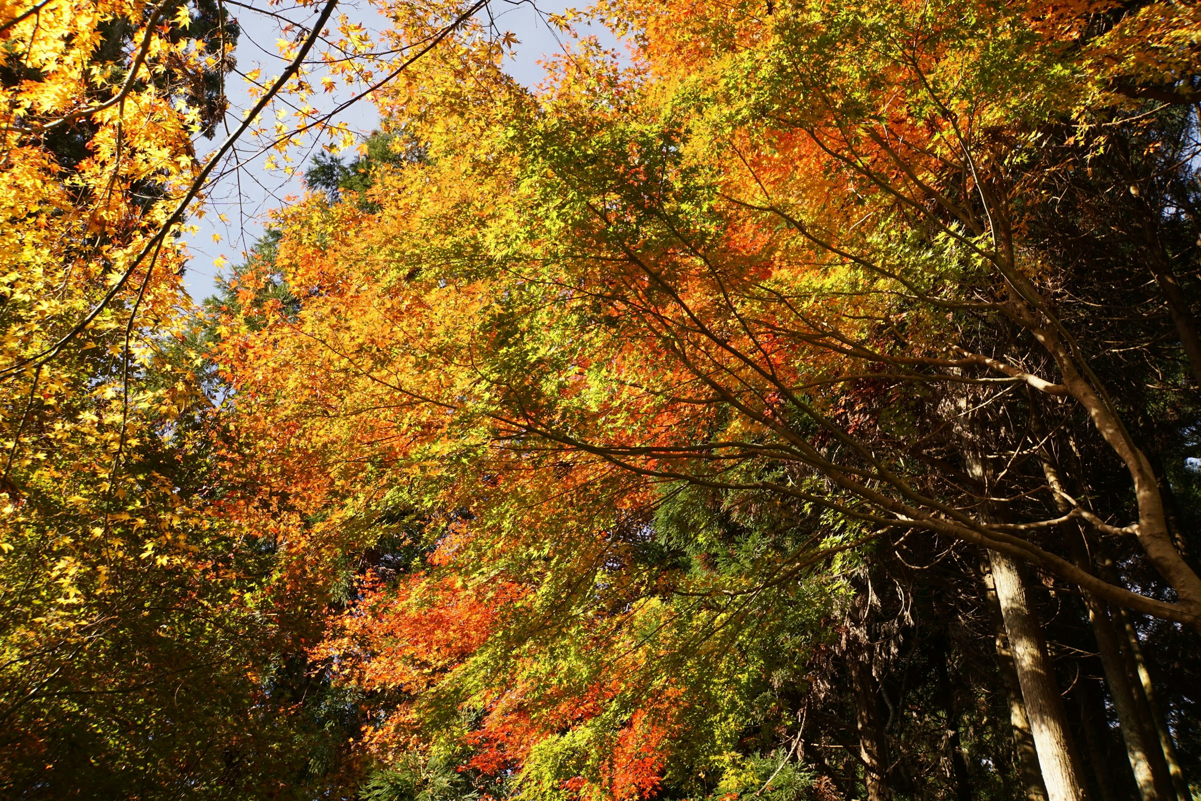 Vista panoramica di alberi con colori autunnali vivaci